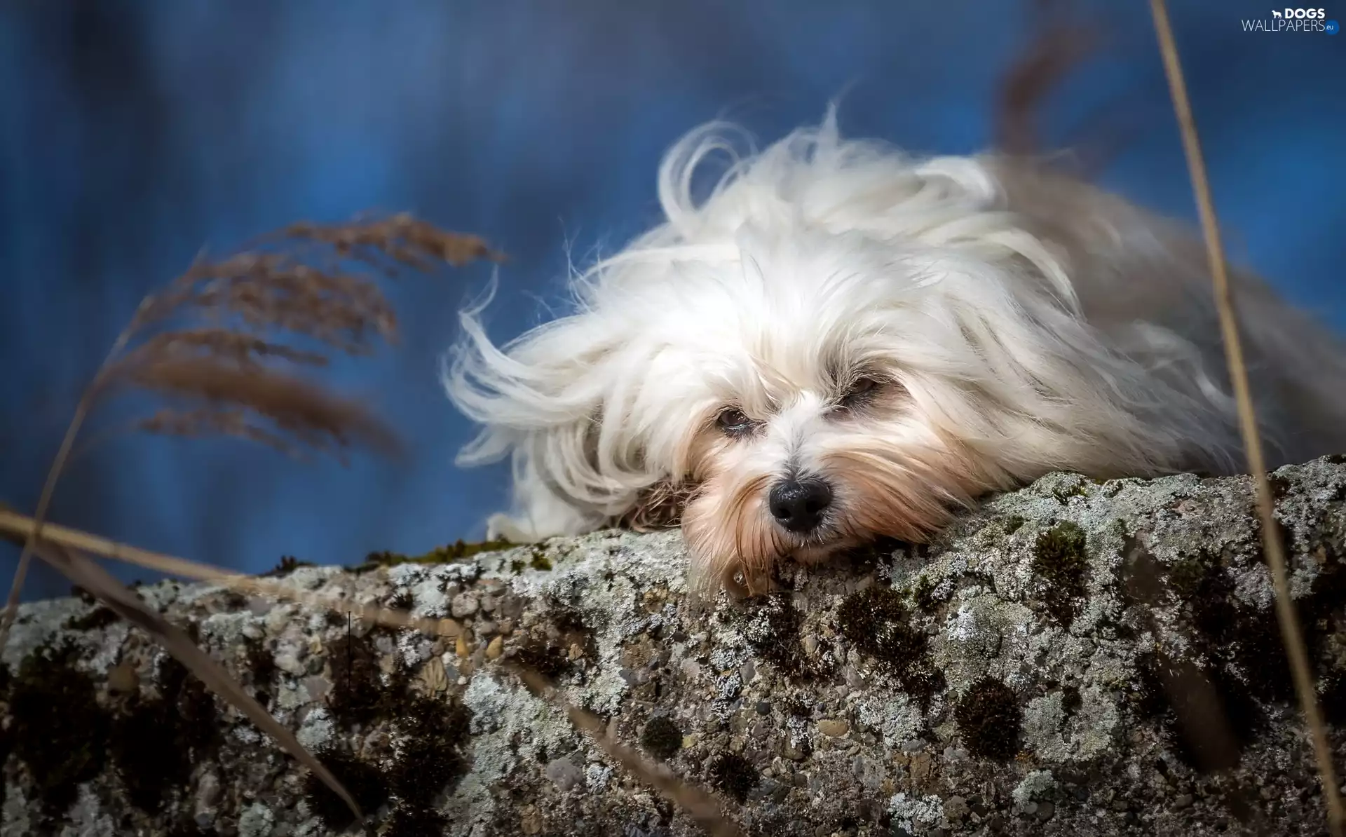 ledge, dog, Havanese
