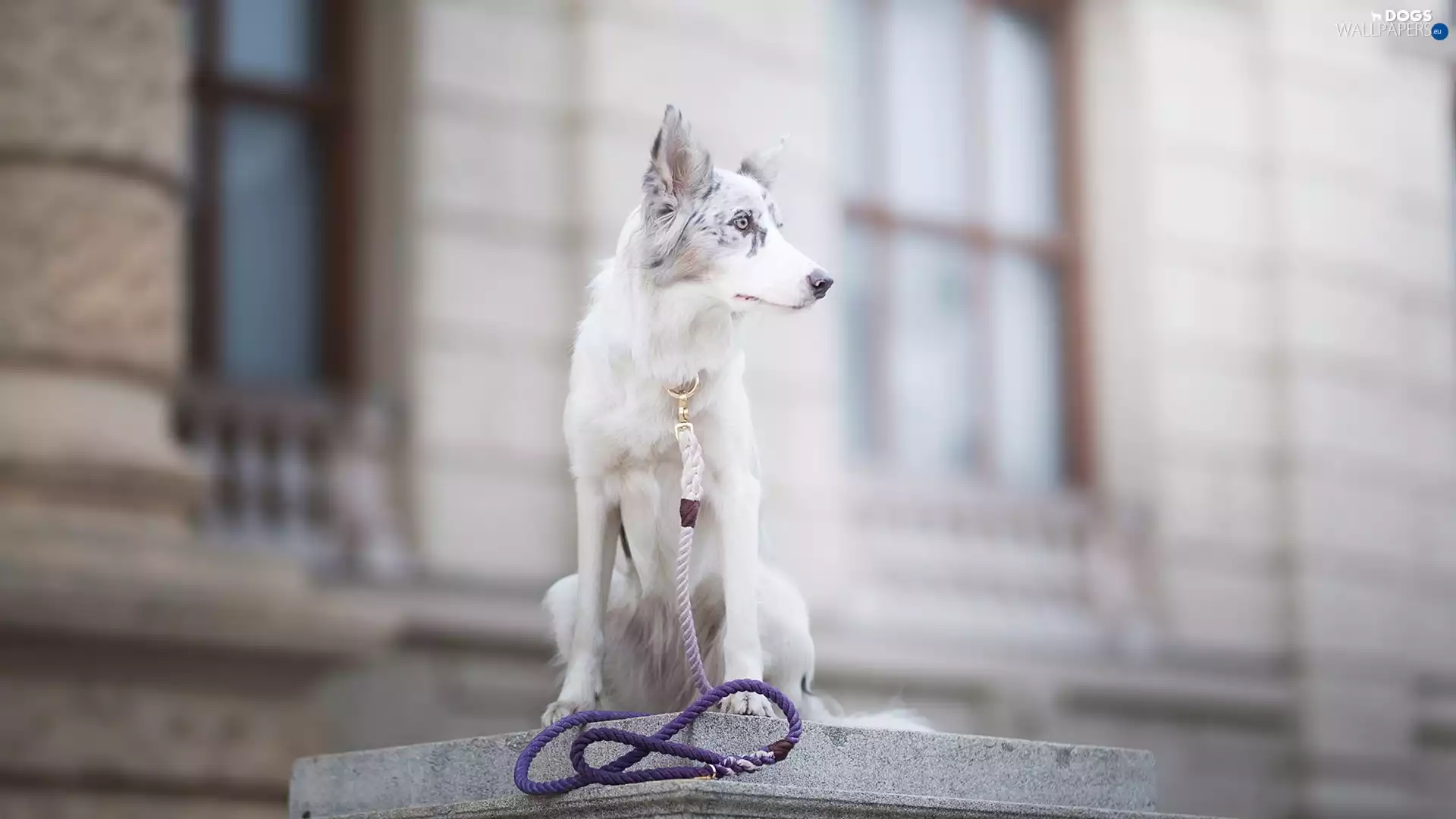 dog, ledge, Leash, Border Collie