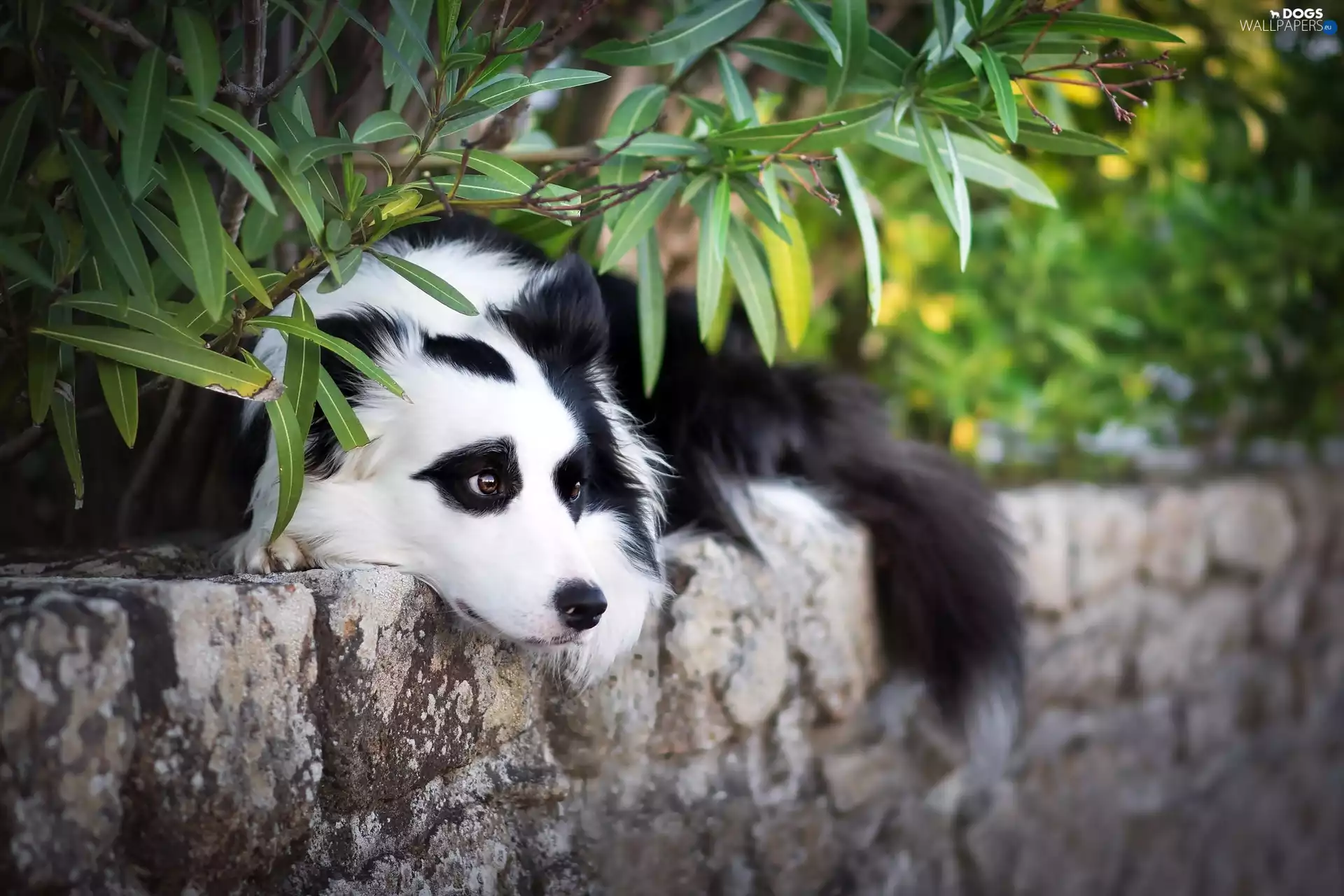 dog, ledge, Plants, Border Collie
