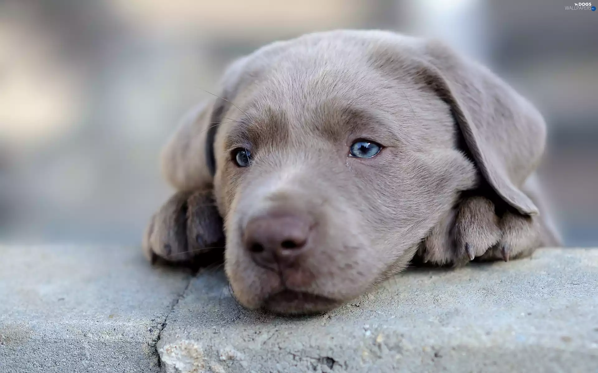 Eyes, ledge, Weimaraner, sad, dog
