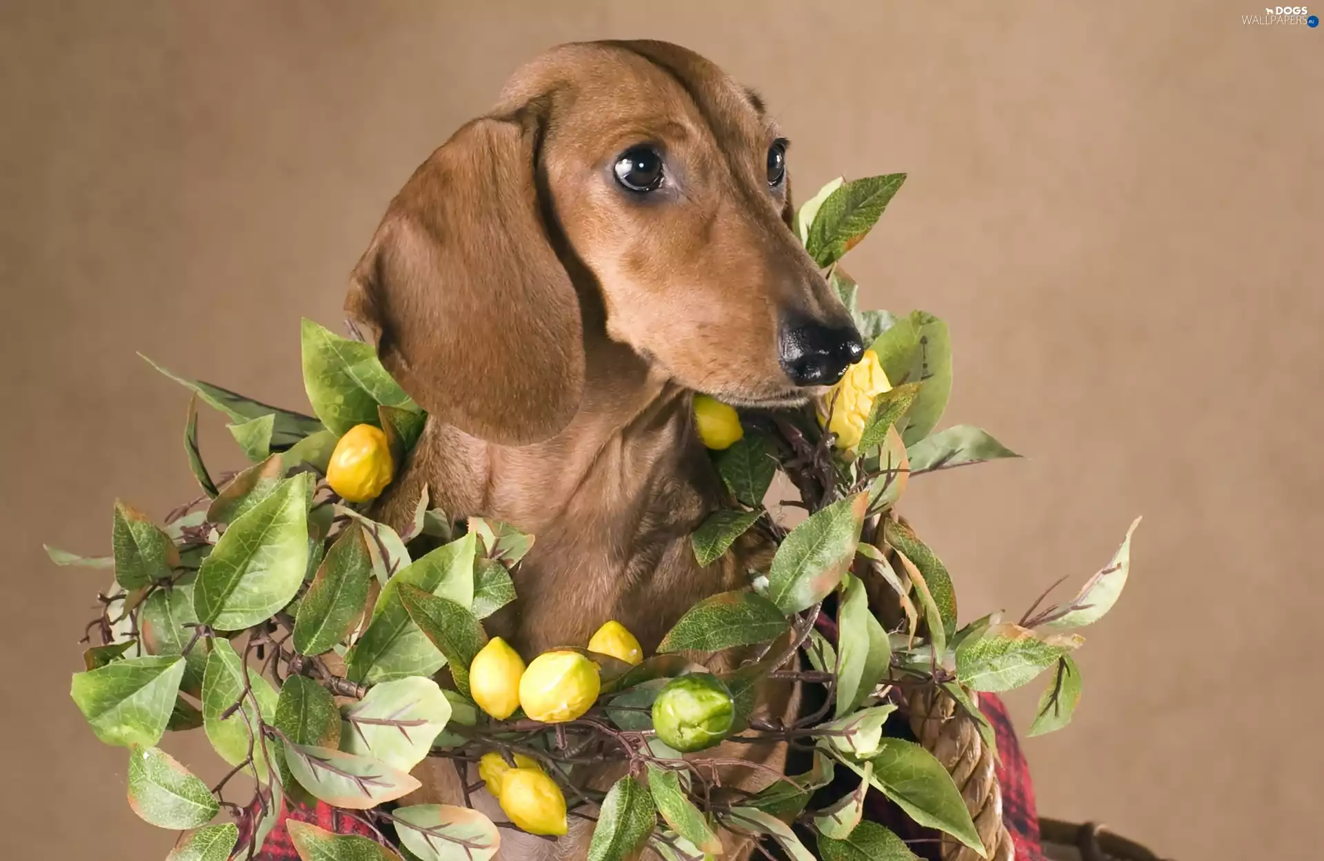 lemons, dachshund, wreath