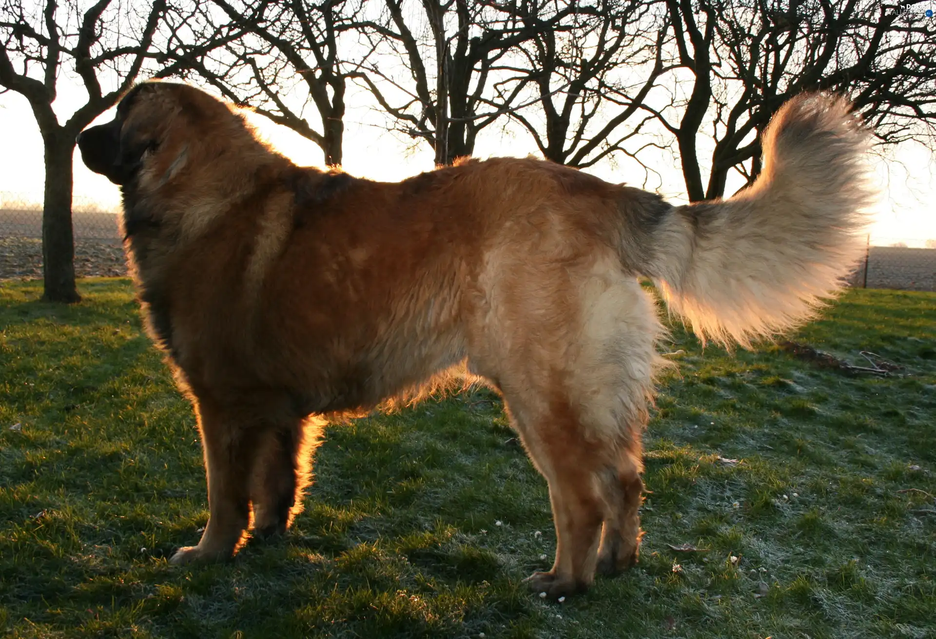 Leonberger, adult