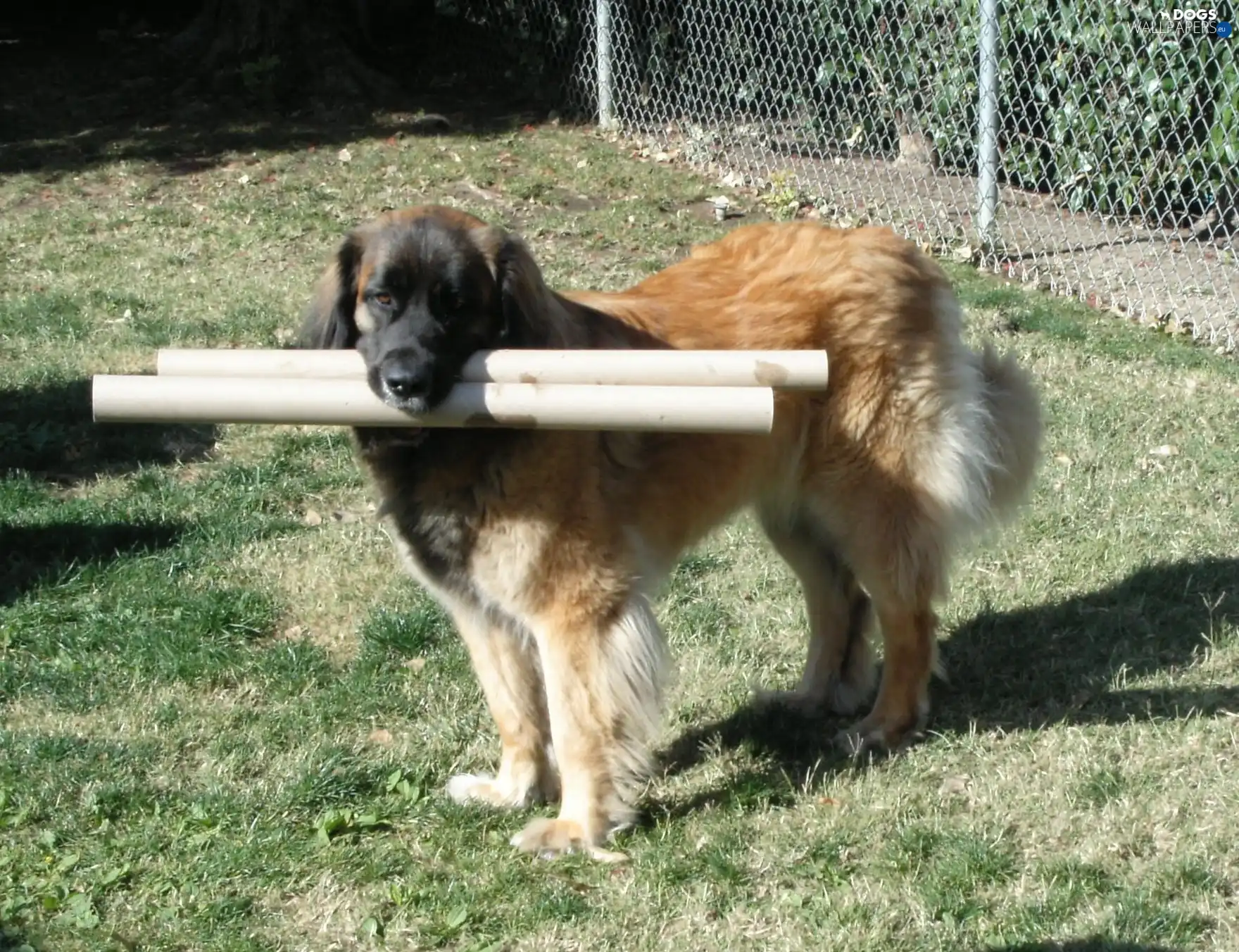 Leonberger, apport