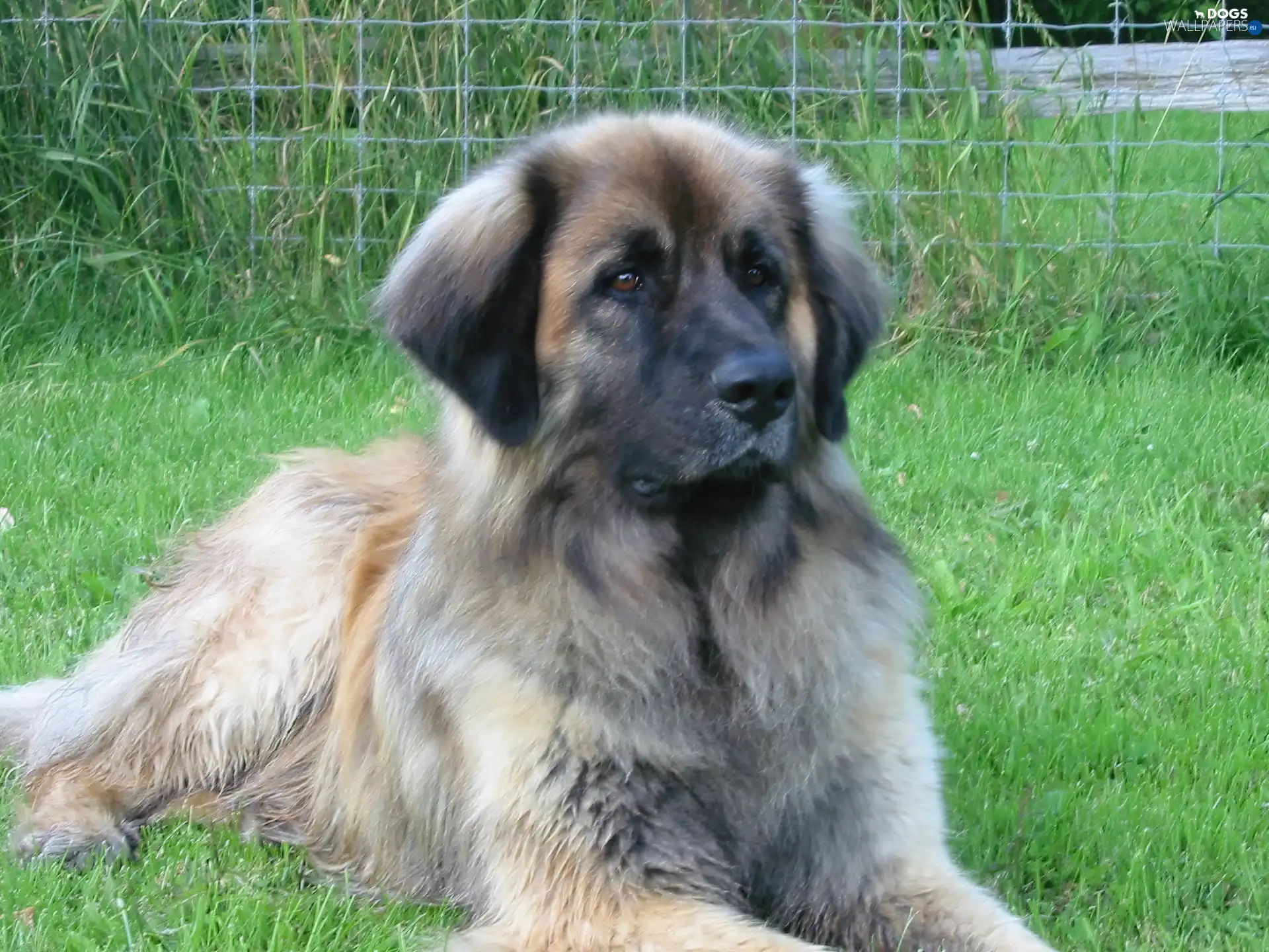 Leonberger, beautiful