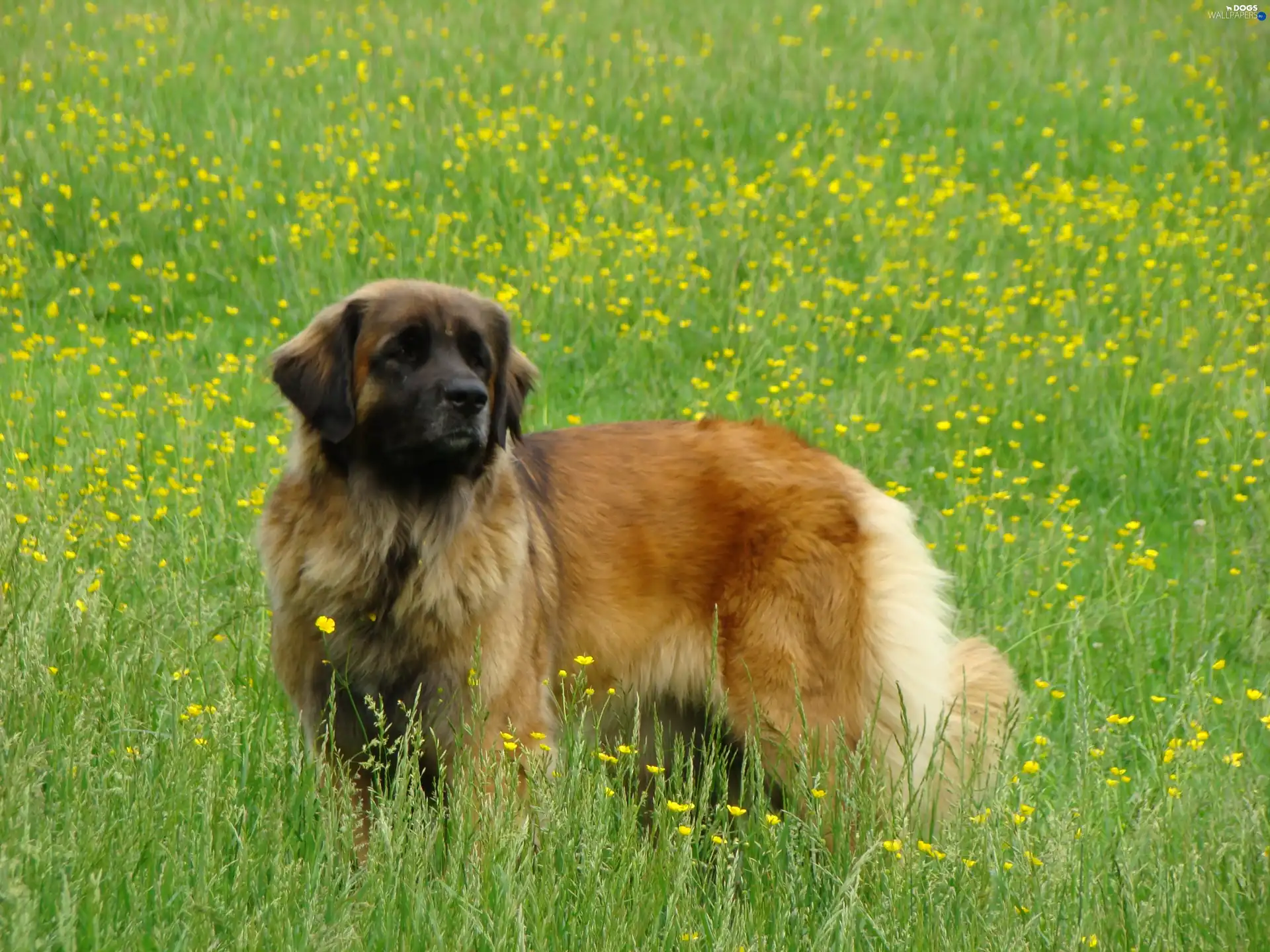 Leonberger, Big