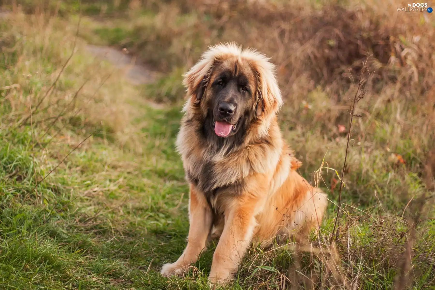 Leonberger, Brown, dog