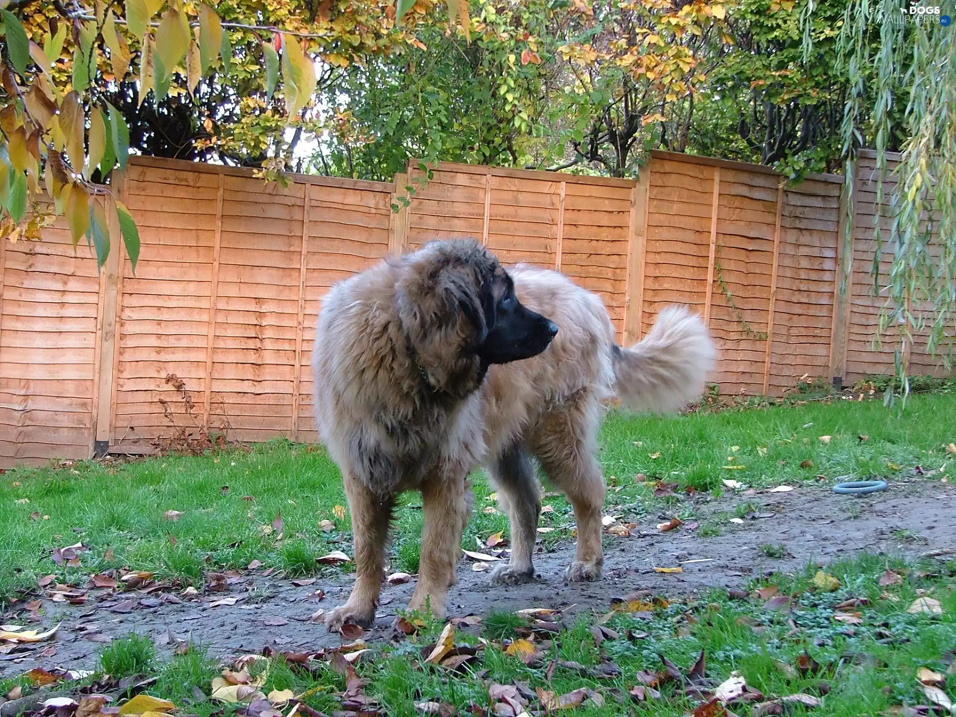Leonberger, fence