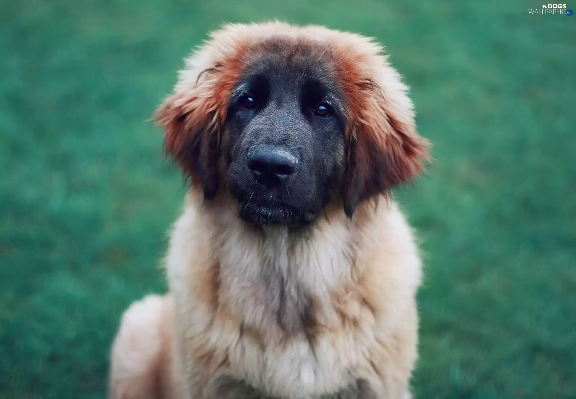 Leonberger, dog, muzzle