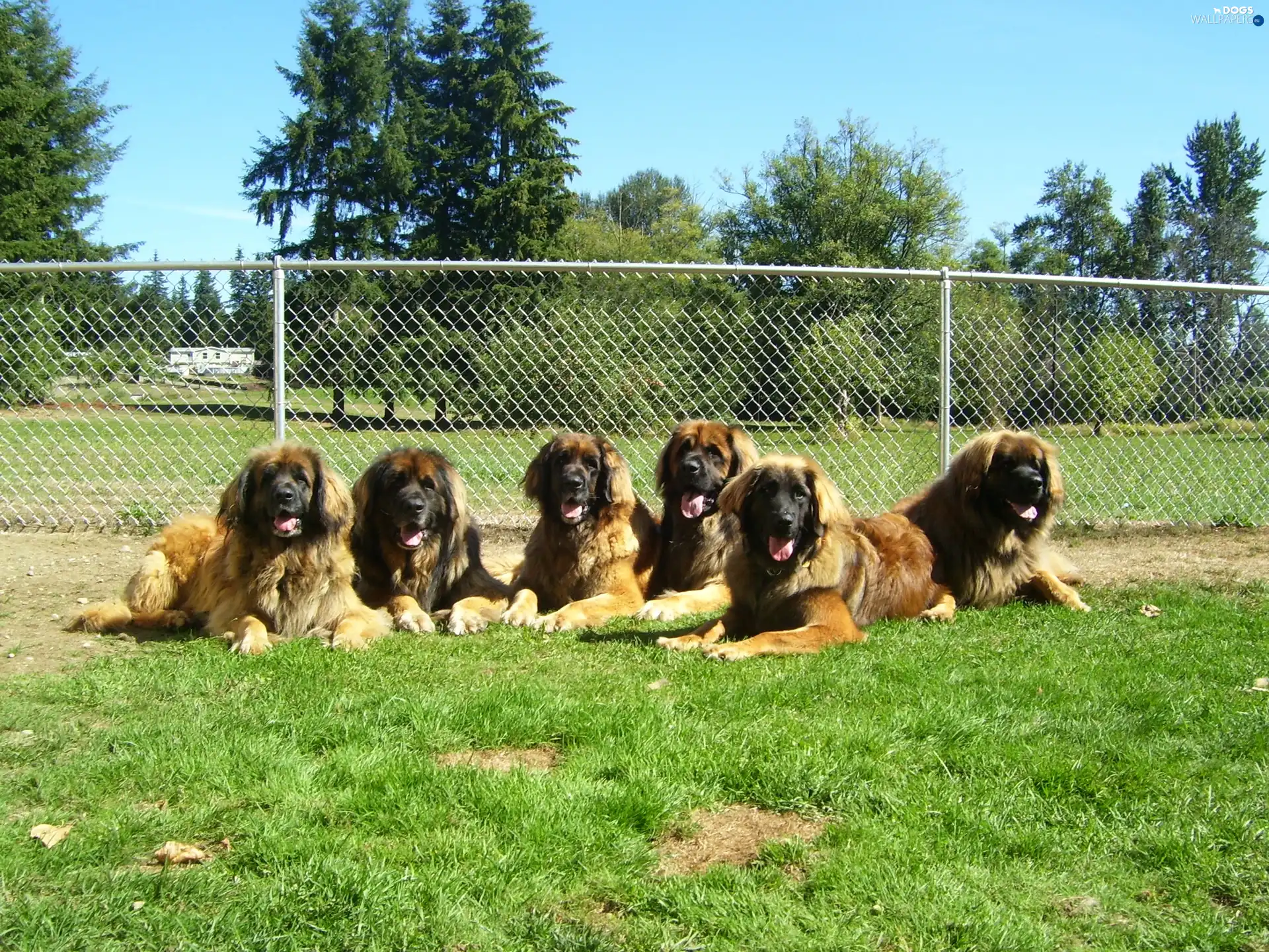 Leonberger?w, six