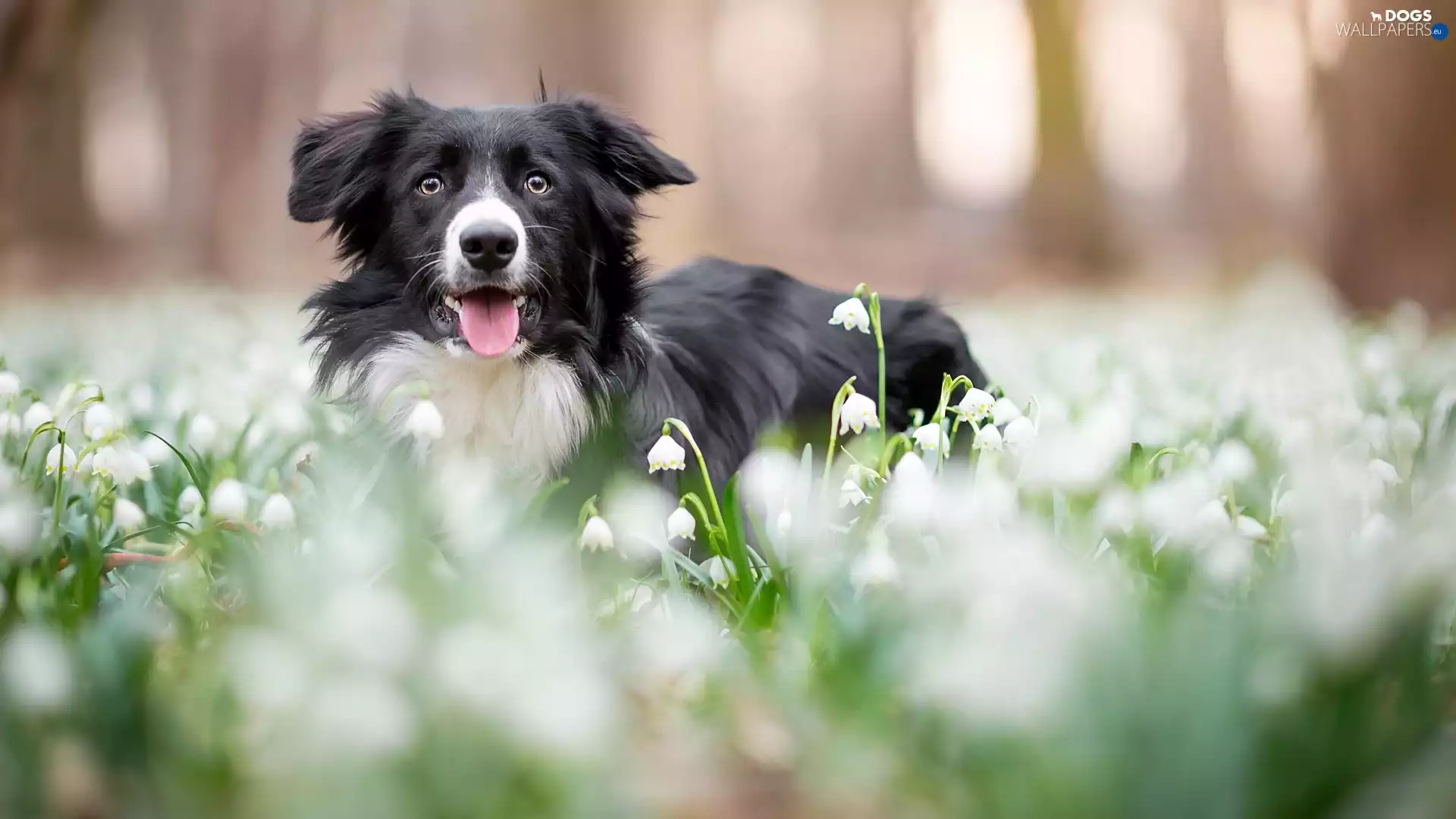 muzzle, dog, Flowers, Leucojum, Meadow, Border Collie