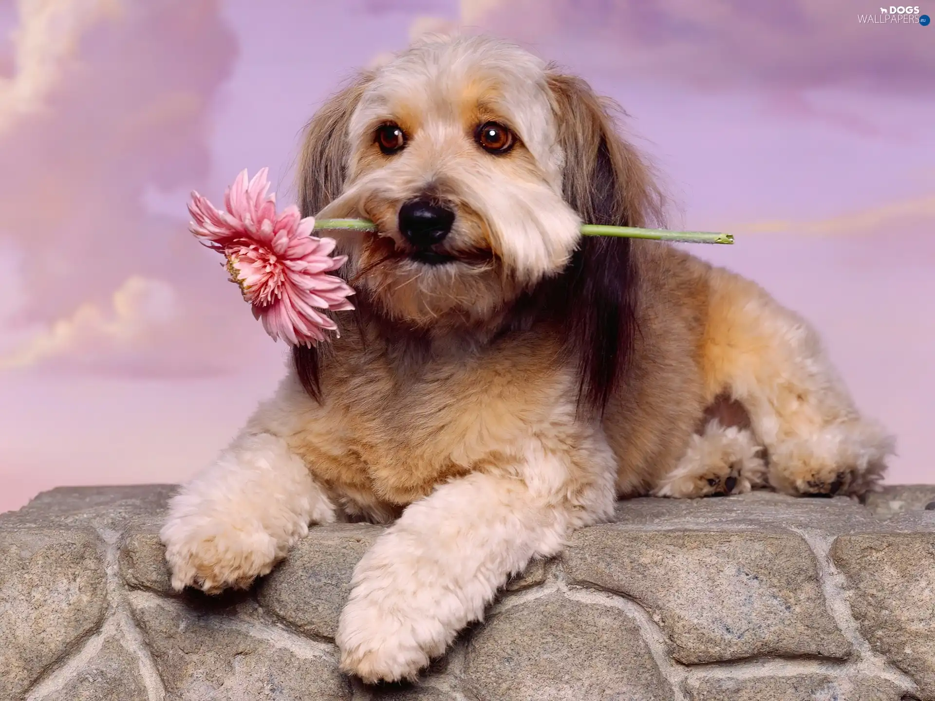 Lhasa Apso, dog, Pink, Gerbera
