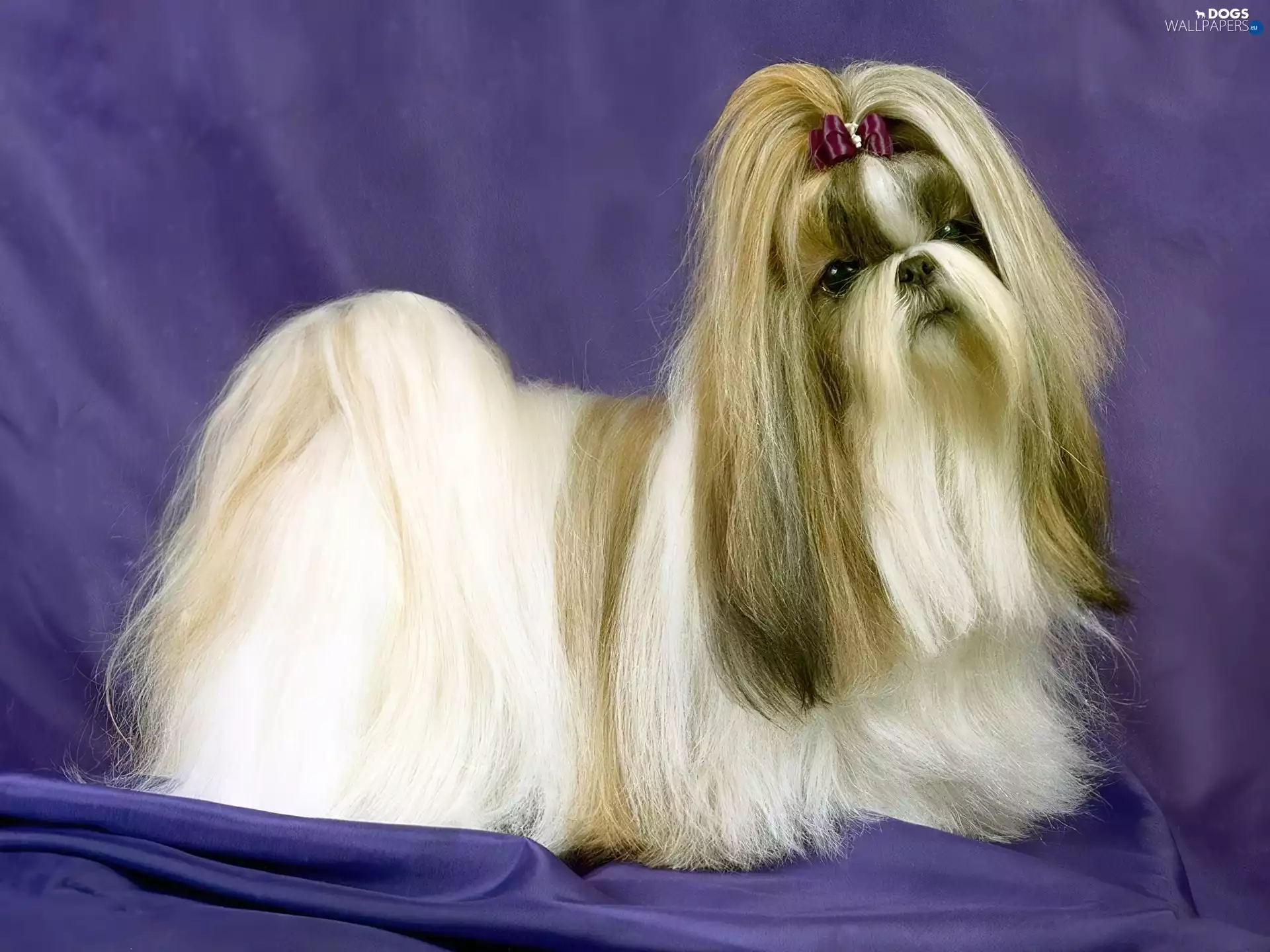 Lhasa Apso, pony