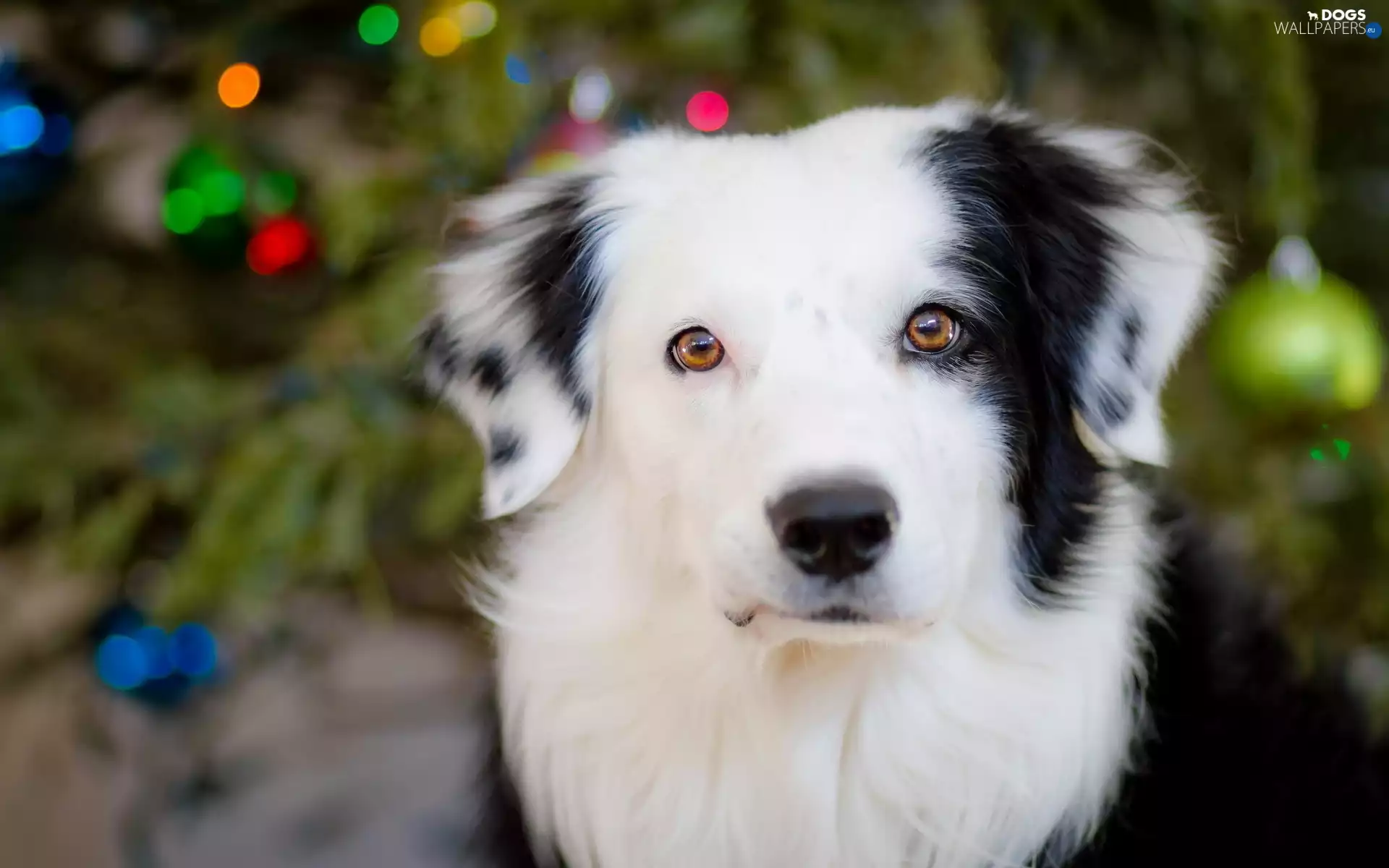 light, Border, Collie