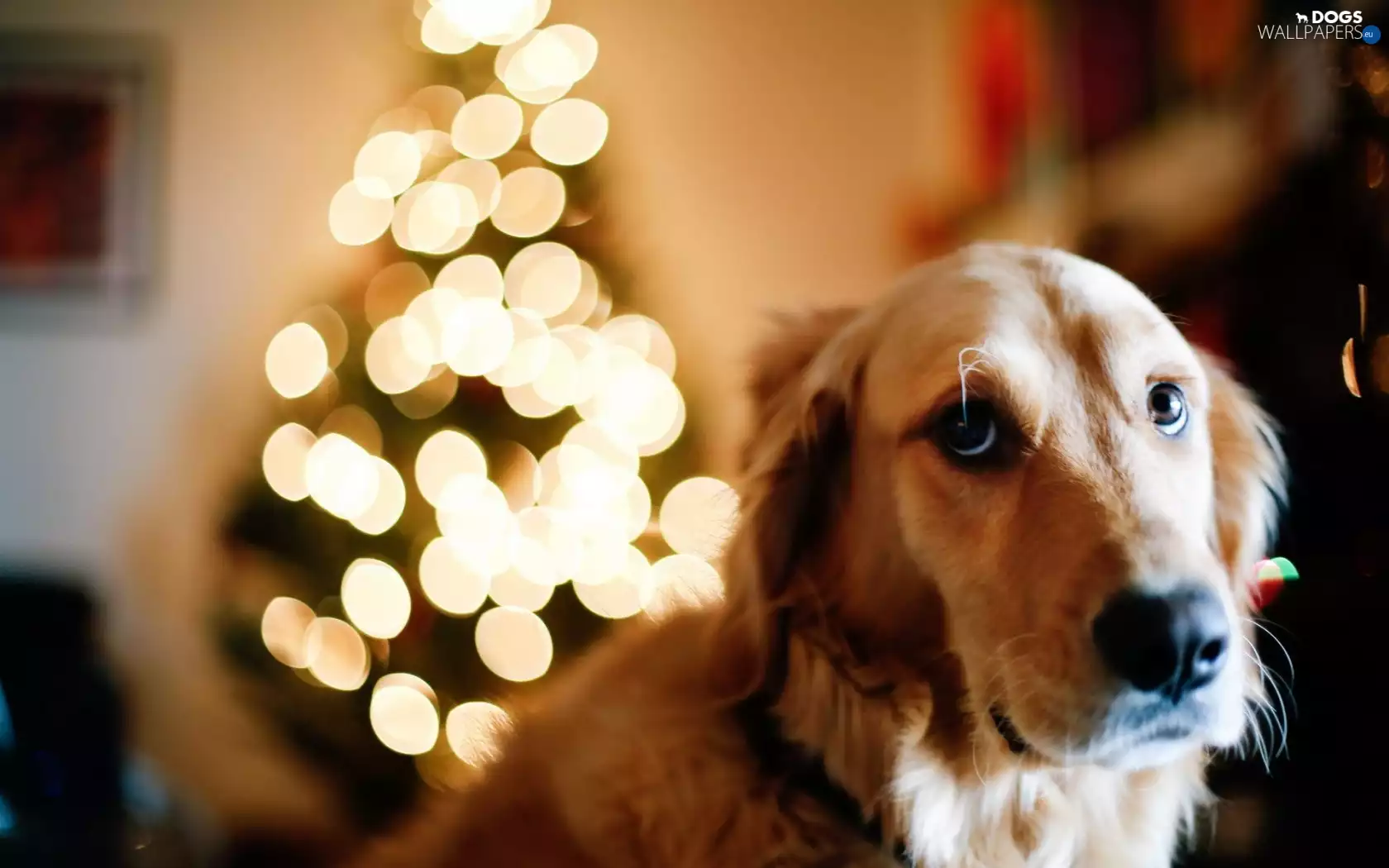 dog, christmas tree, lights, Golden Retriever