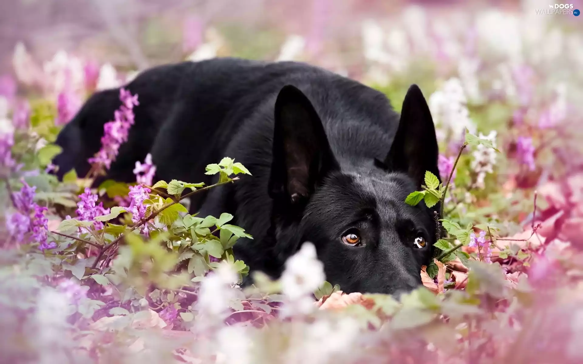 Flowers, lilac, Black, dog, lying