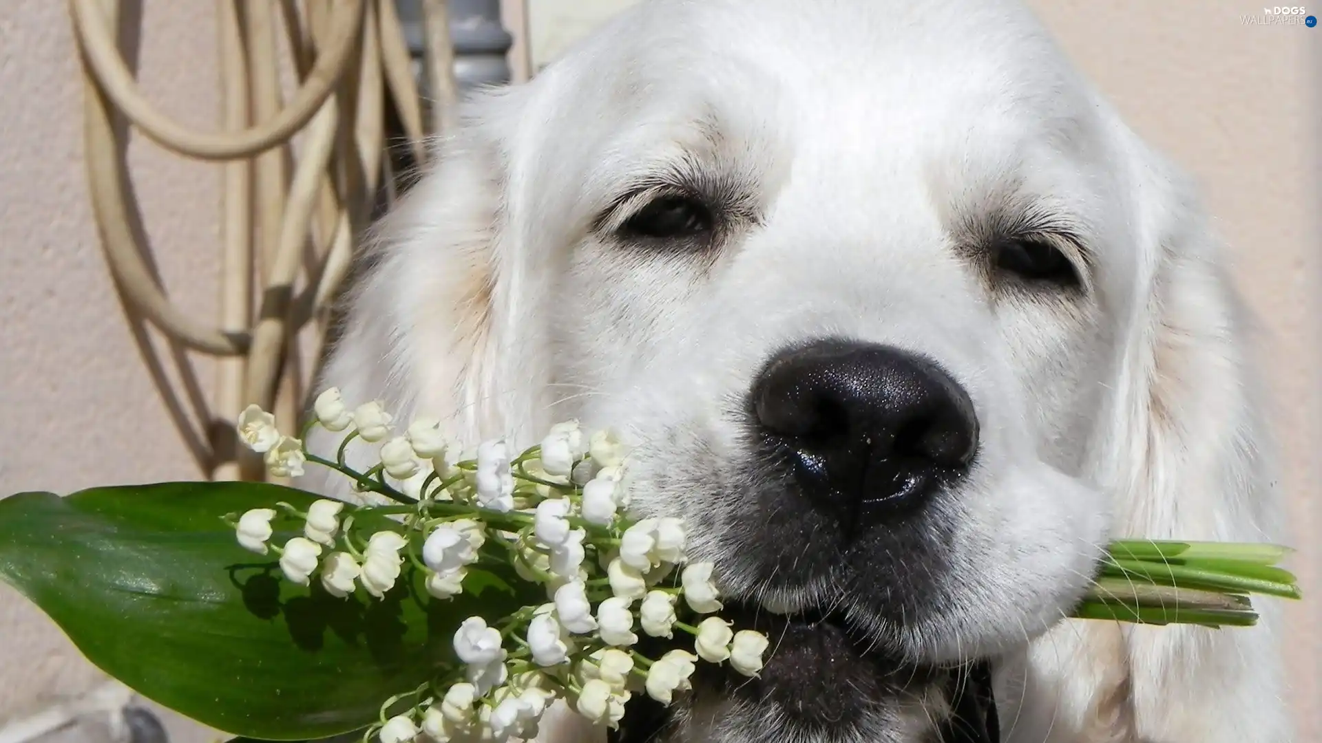dog, lilies, White