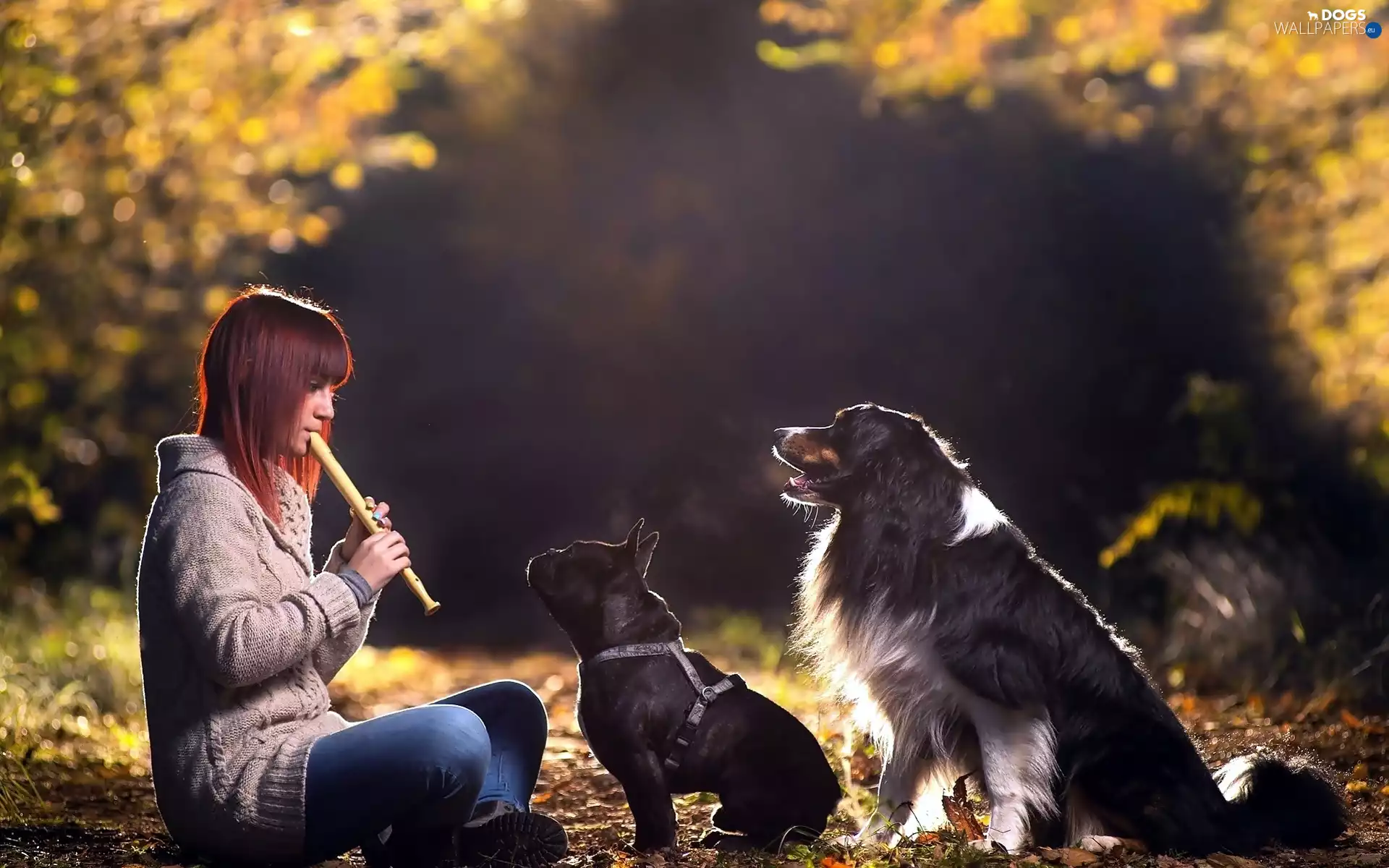 Dogs, flute, forest, Listened, girl, Way, autumn