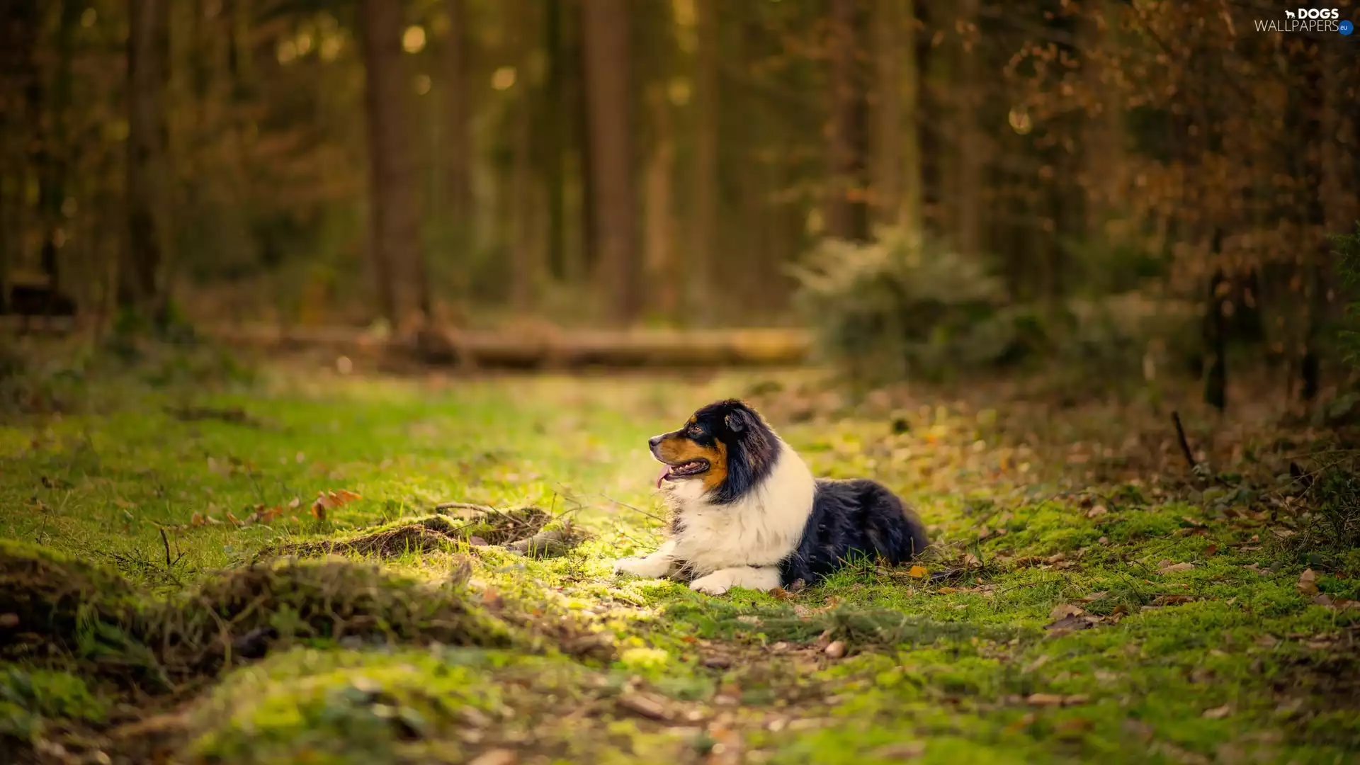 Australian Shepherd, forest, Litter