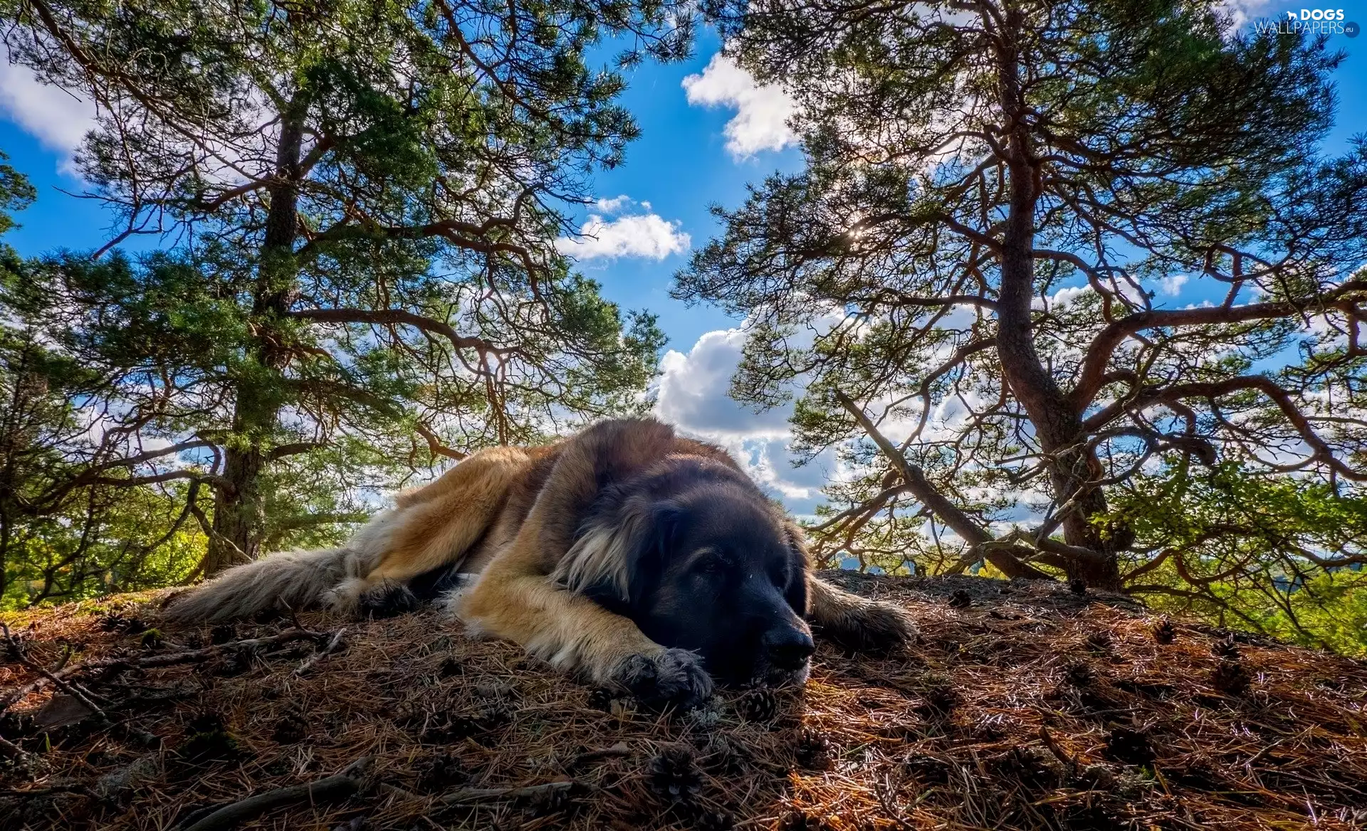 viewes, litter, Leonberger, trees, dog
