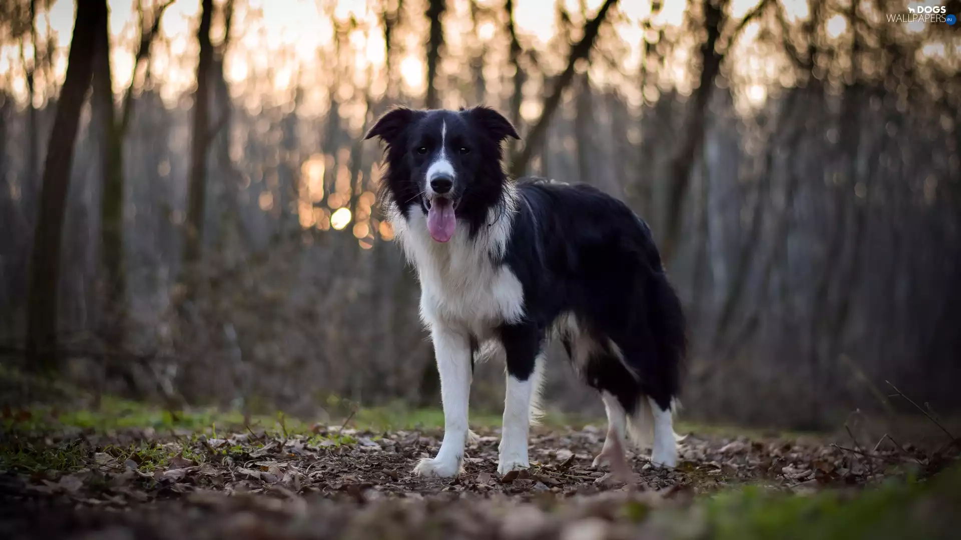 forest, dog, viewes, litter, trees, Border Collie