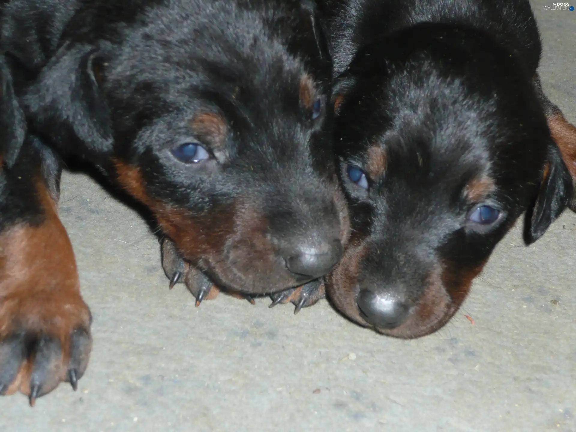 little doggies, Beaucerony, Two cars