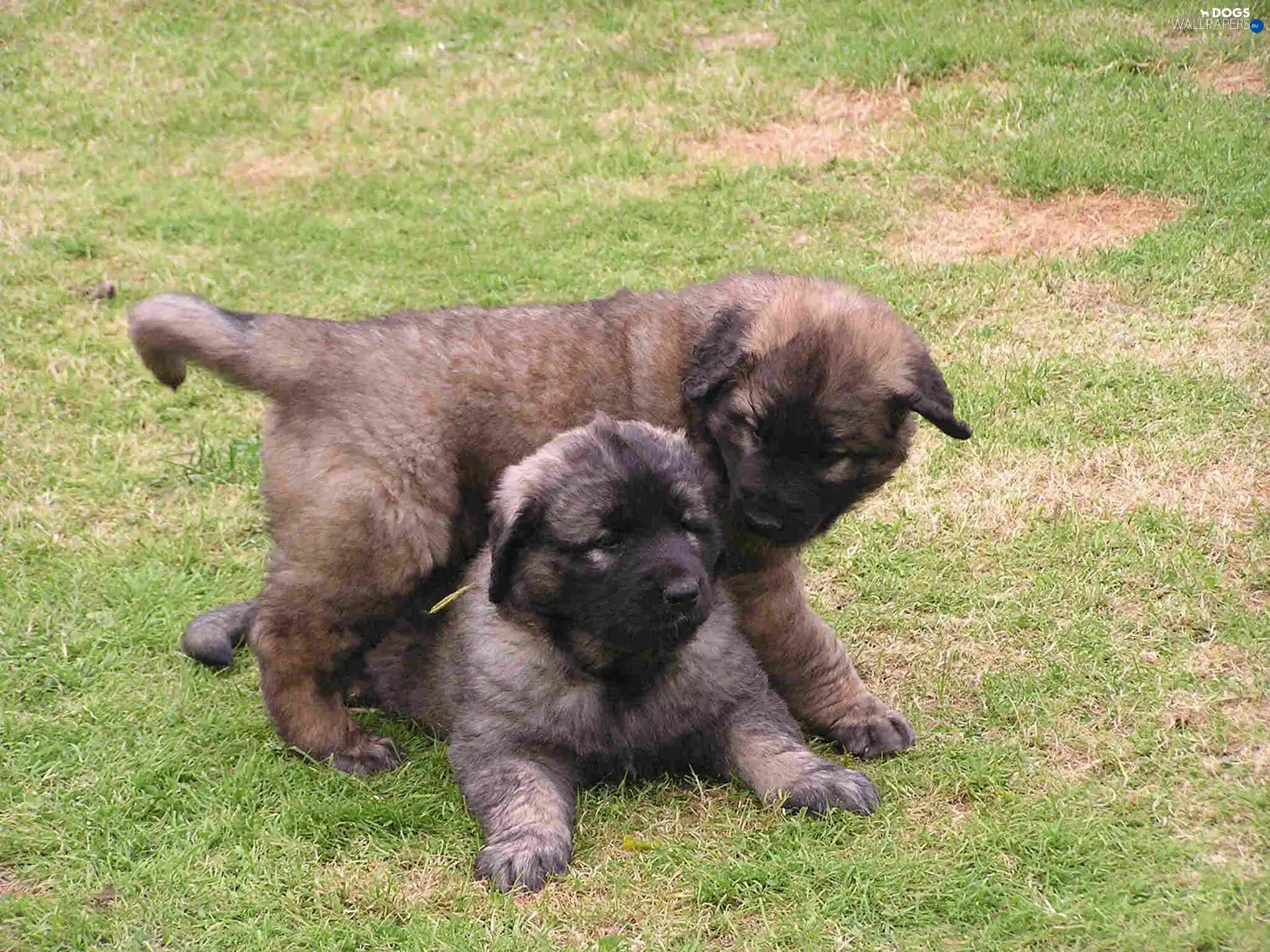 little doggies, Leonbergery, Two cars
