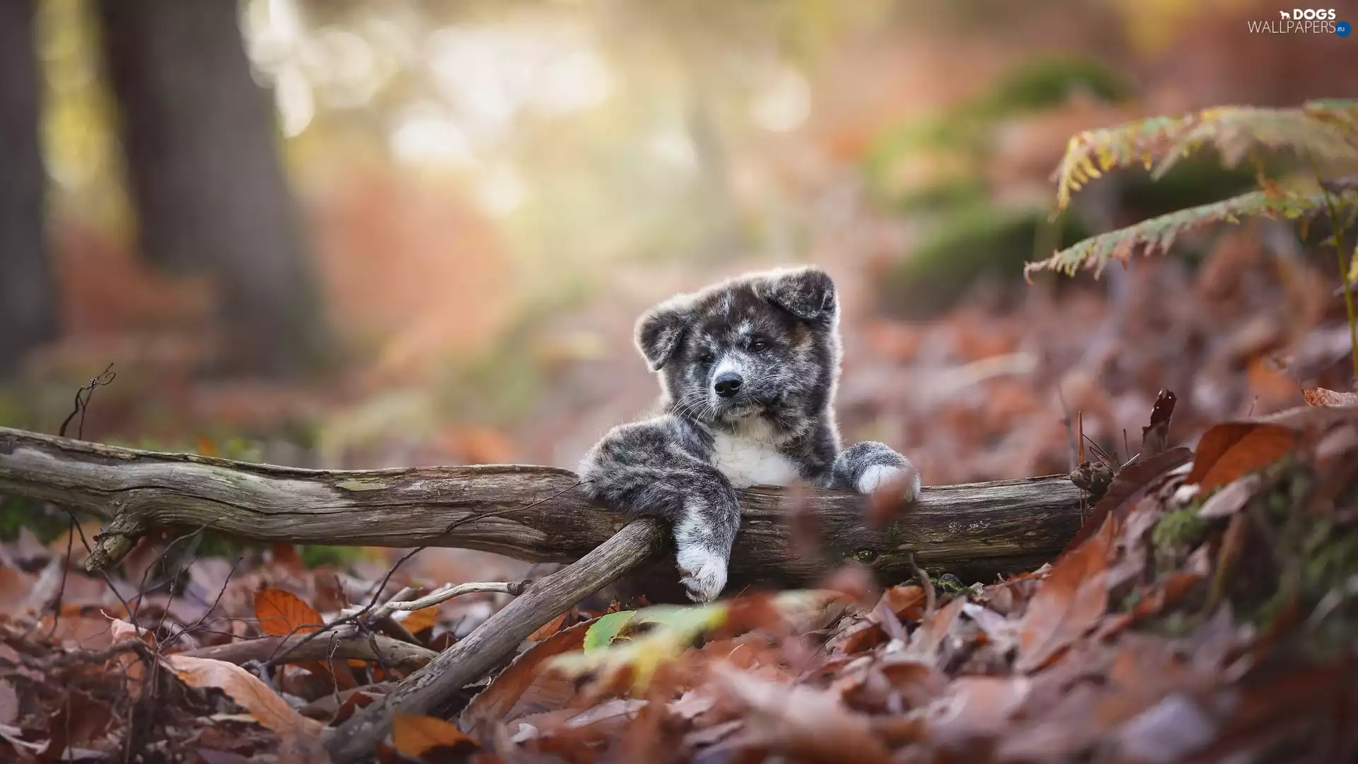 Lod on the beach, Leaf, Puppy, Akita Inu, dog