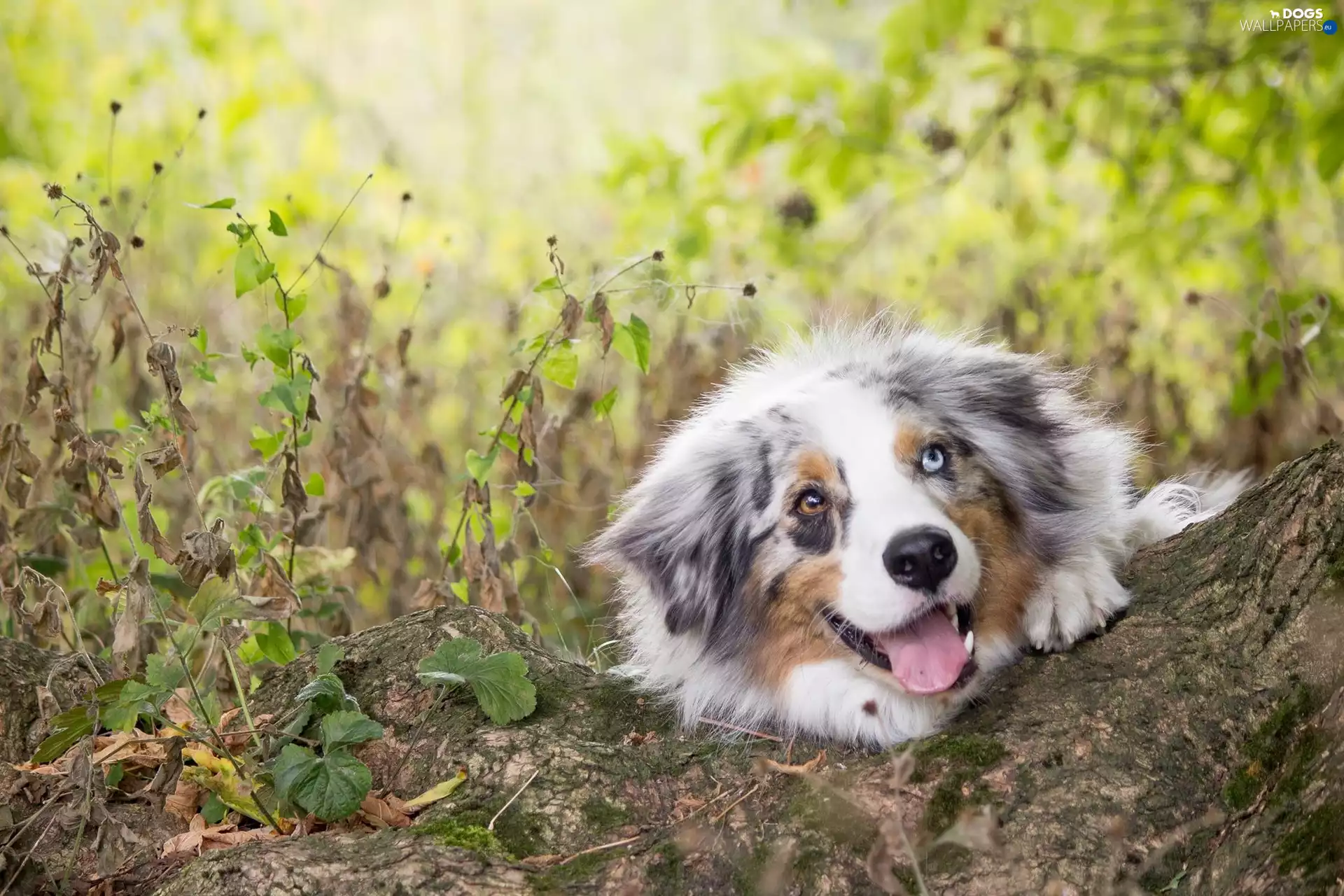 dog, dry, Plants, Lod on the beach
