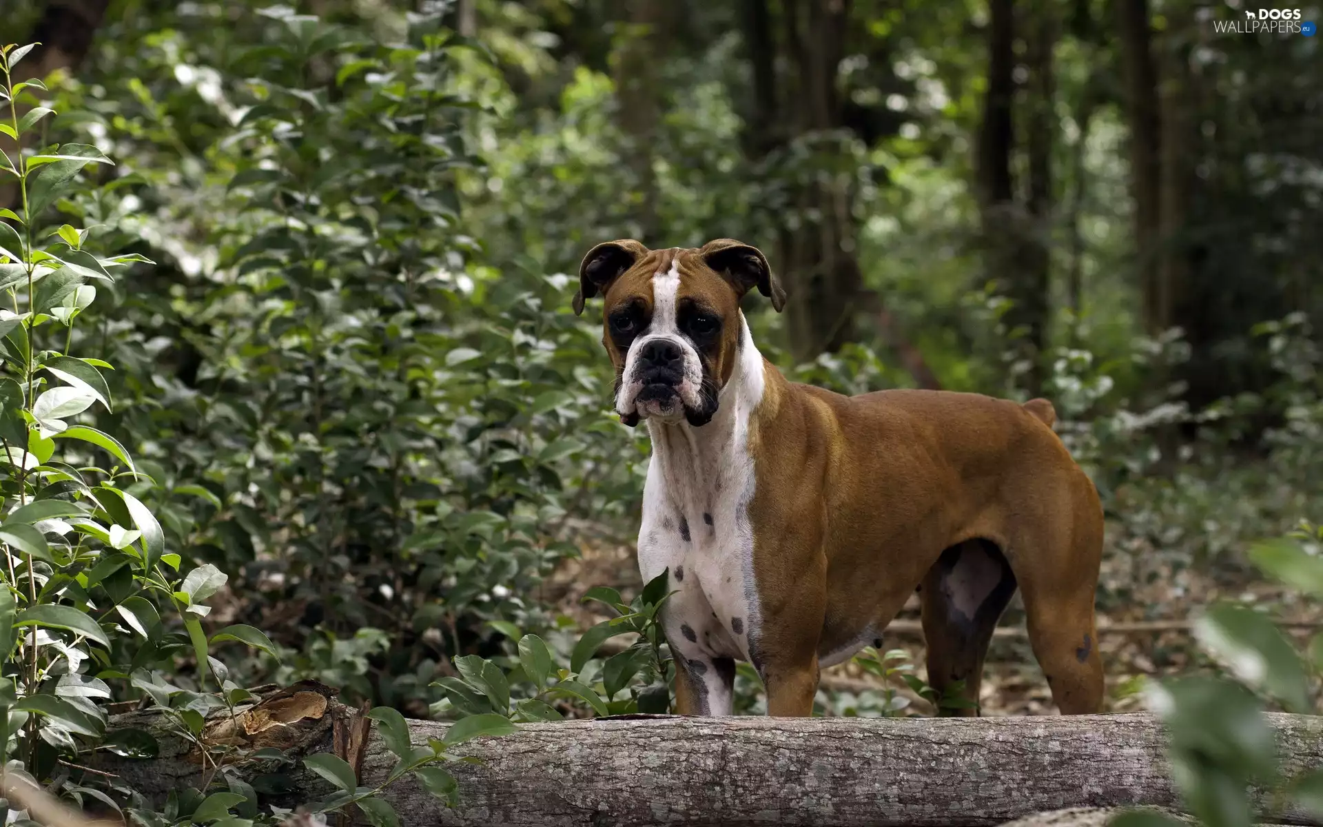 boxer, forest, Bush, log