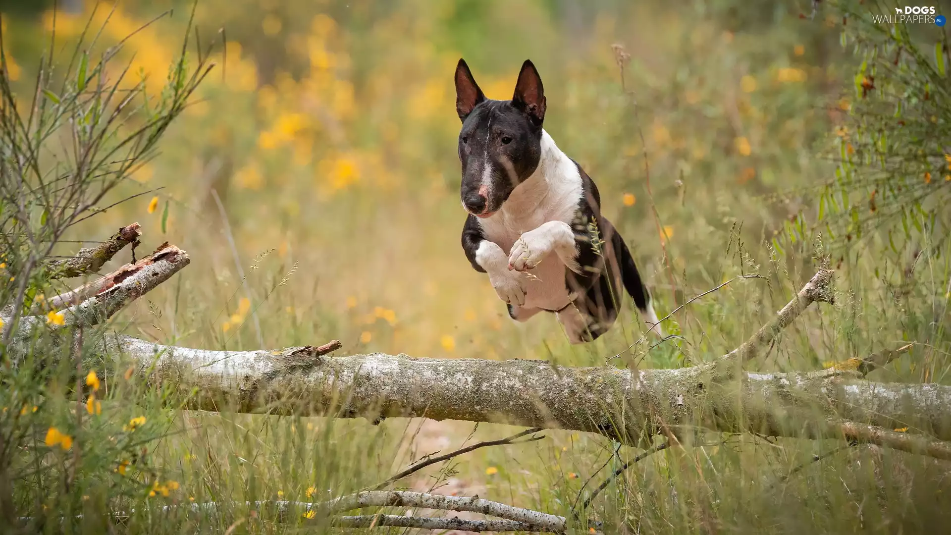 trunk, log, Bulterier, jump, dog