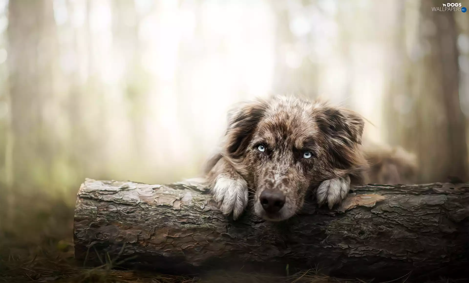 dog, log, forest, Australian Shepherd