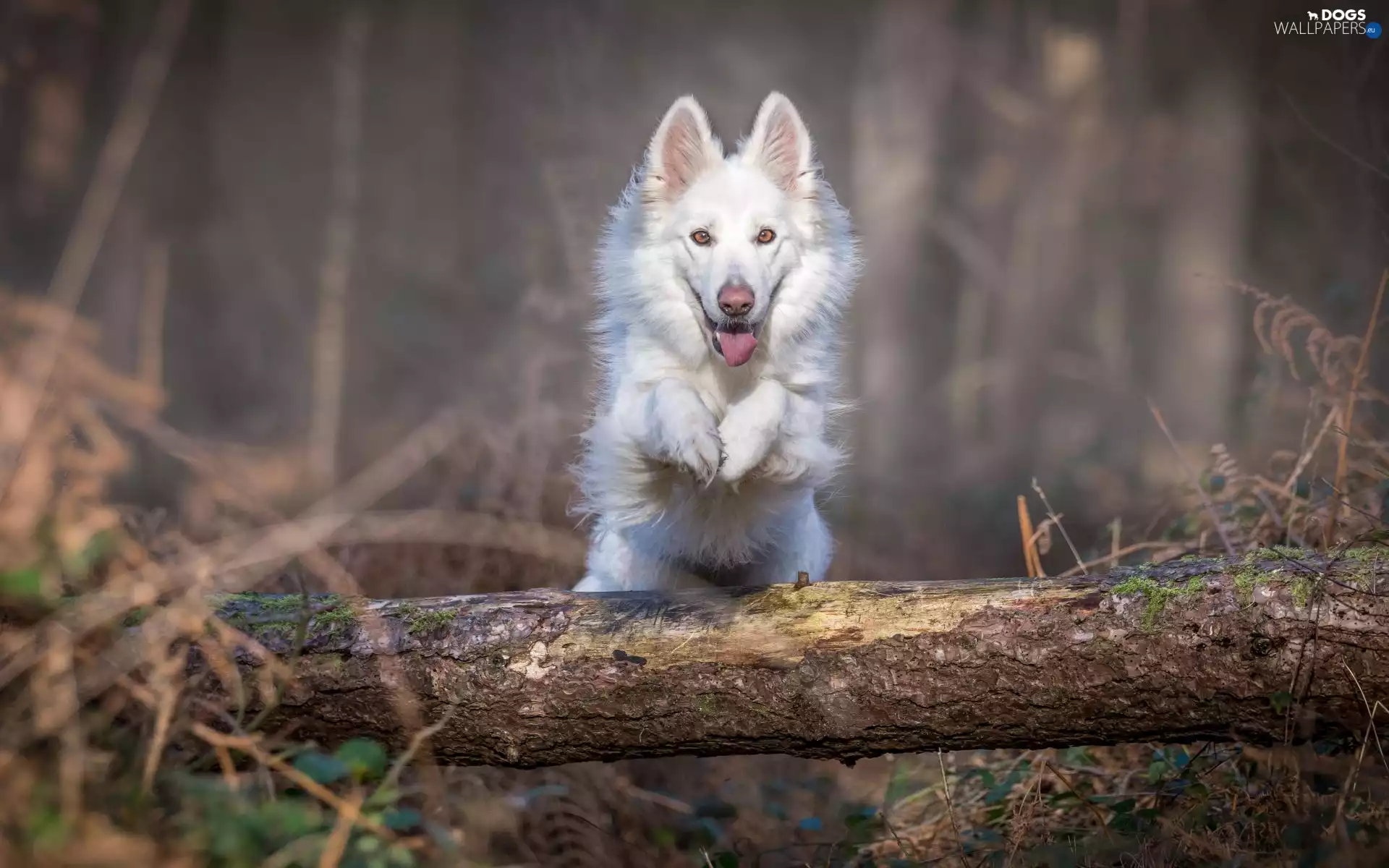 White Swiss Shepherd, log, jump, forest