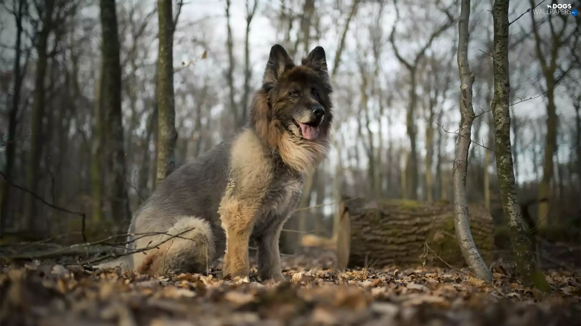trees, German Shepherd, Leaf, forest, dog, viewes, log