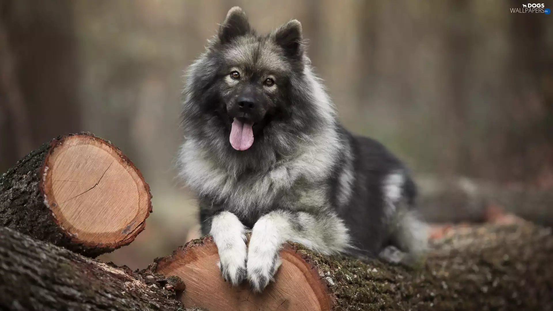 dog, Logs, Wood, Rurasier Spitz