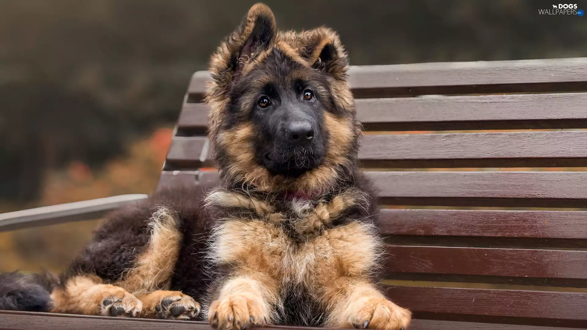 dog, Puppy, Bench, Long Haired German Shepherd