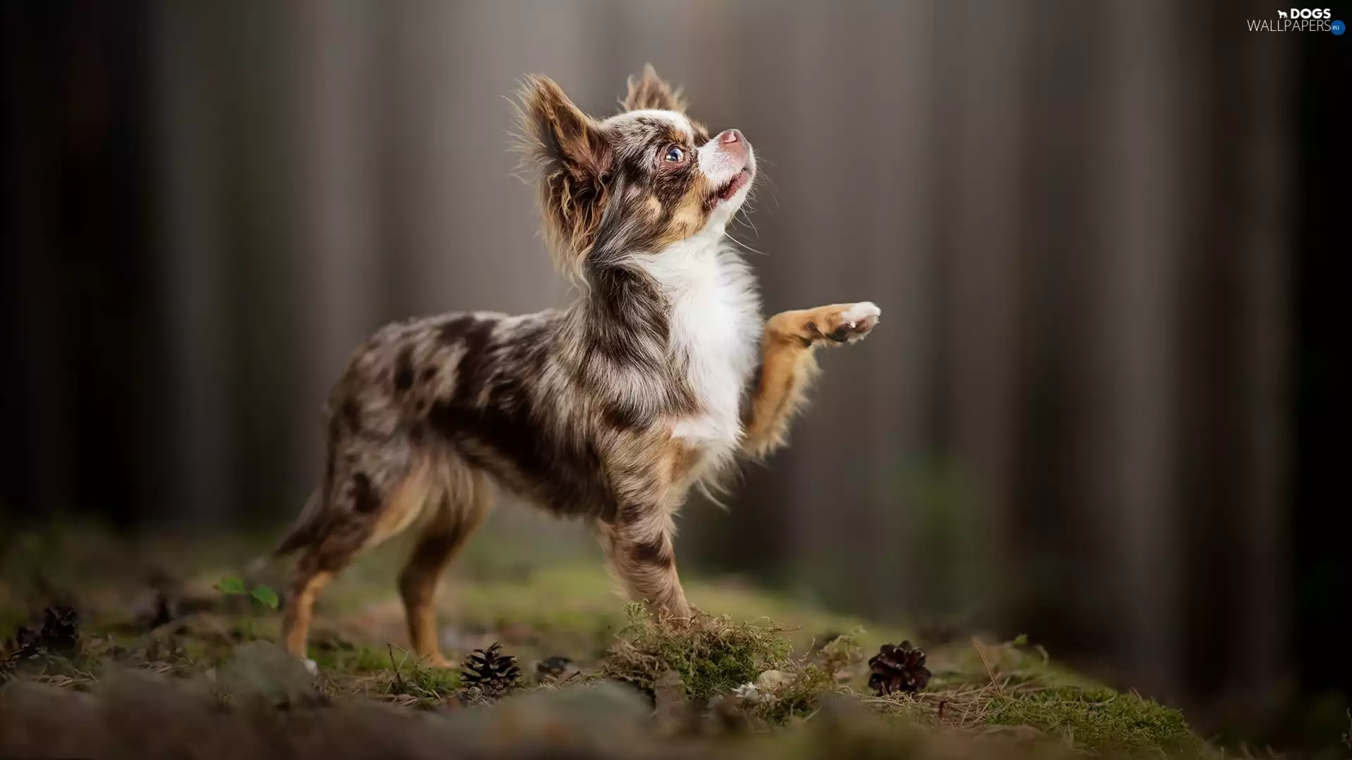 dog, litter, cones, Long-haired Chihuahua