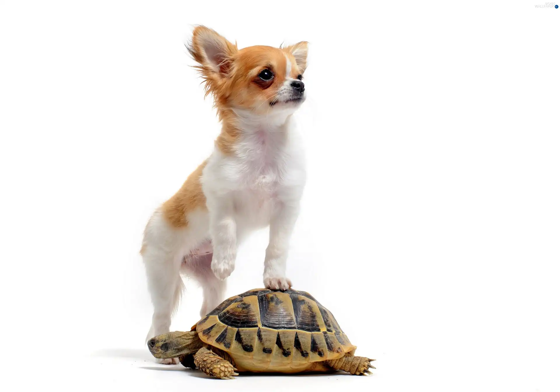 long-haired Chihuahua, turtle