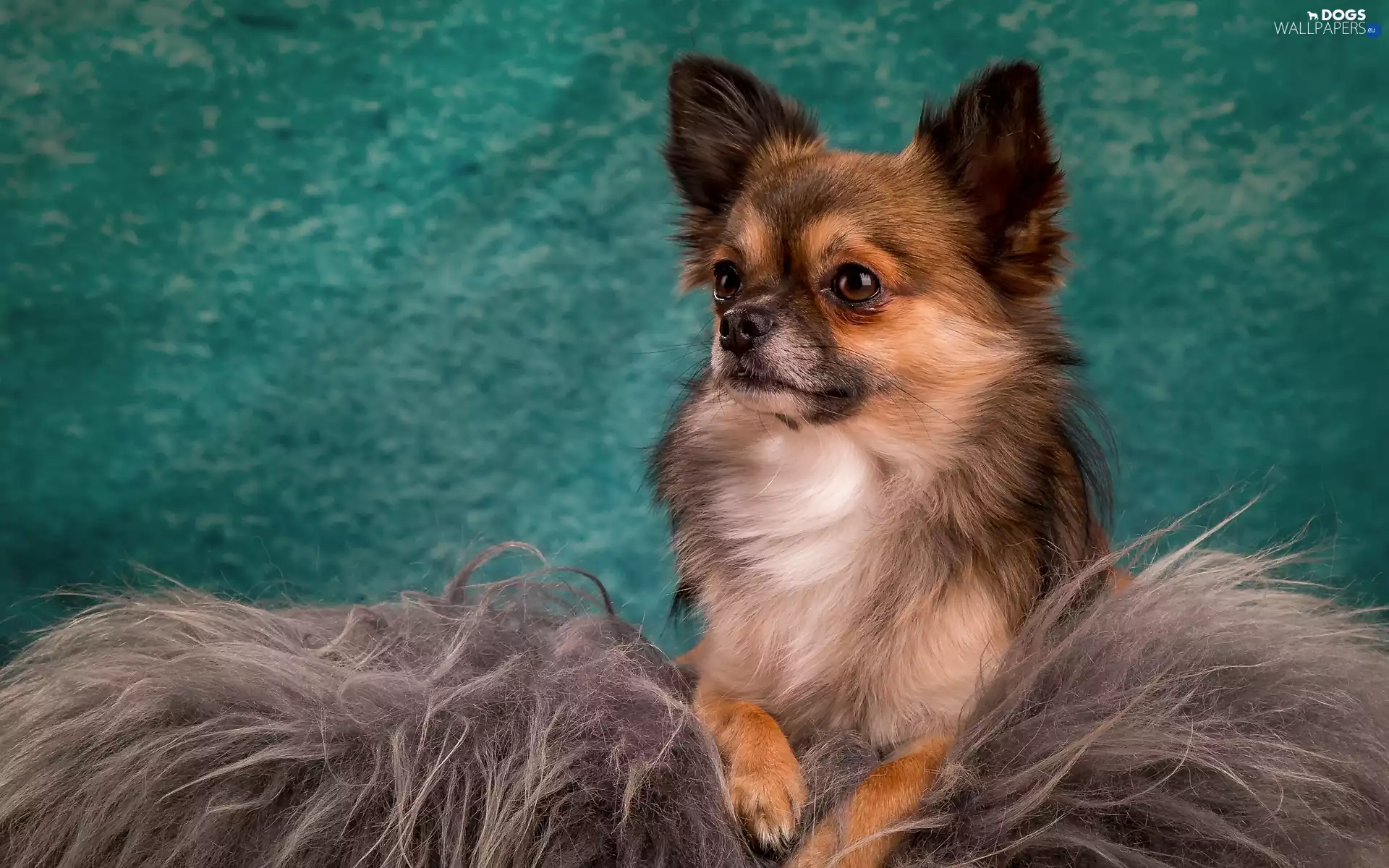 Long-haired Chihuahua