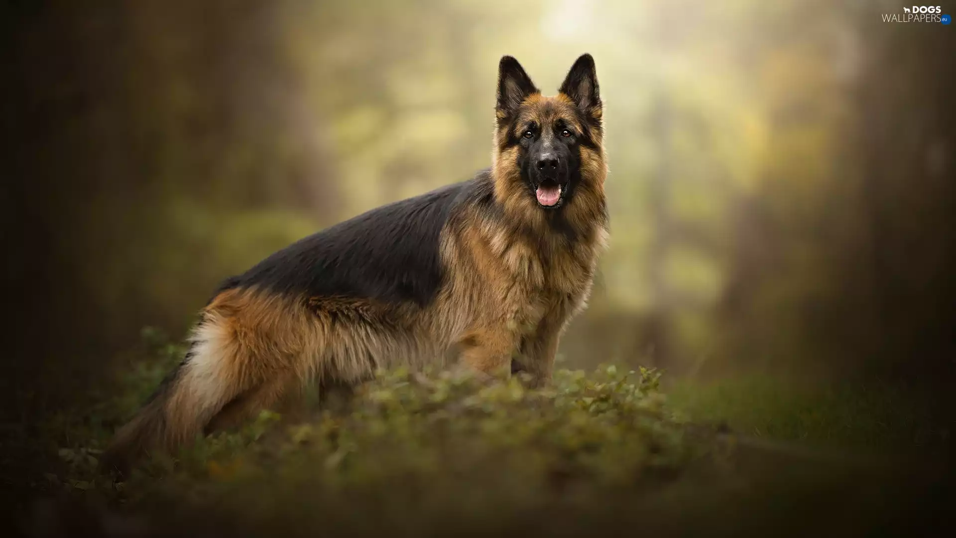 dog, Long Haired German Shepherd