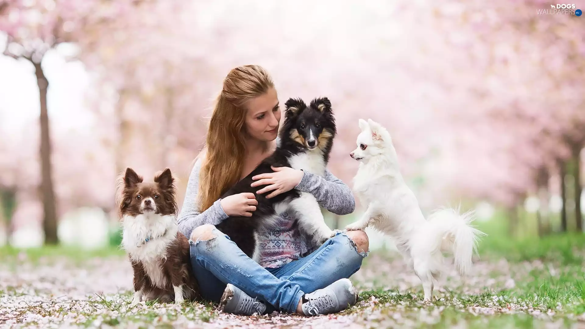 Women, shetland Sheepdog, Long-haired Chihuahua, Dogs
