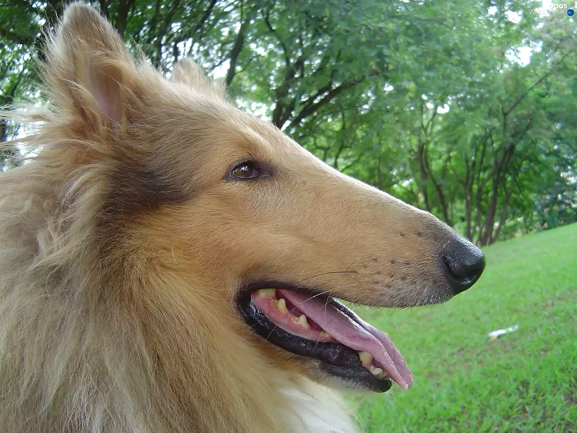 mouth, Scottish shepherd longhair