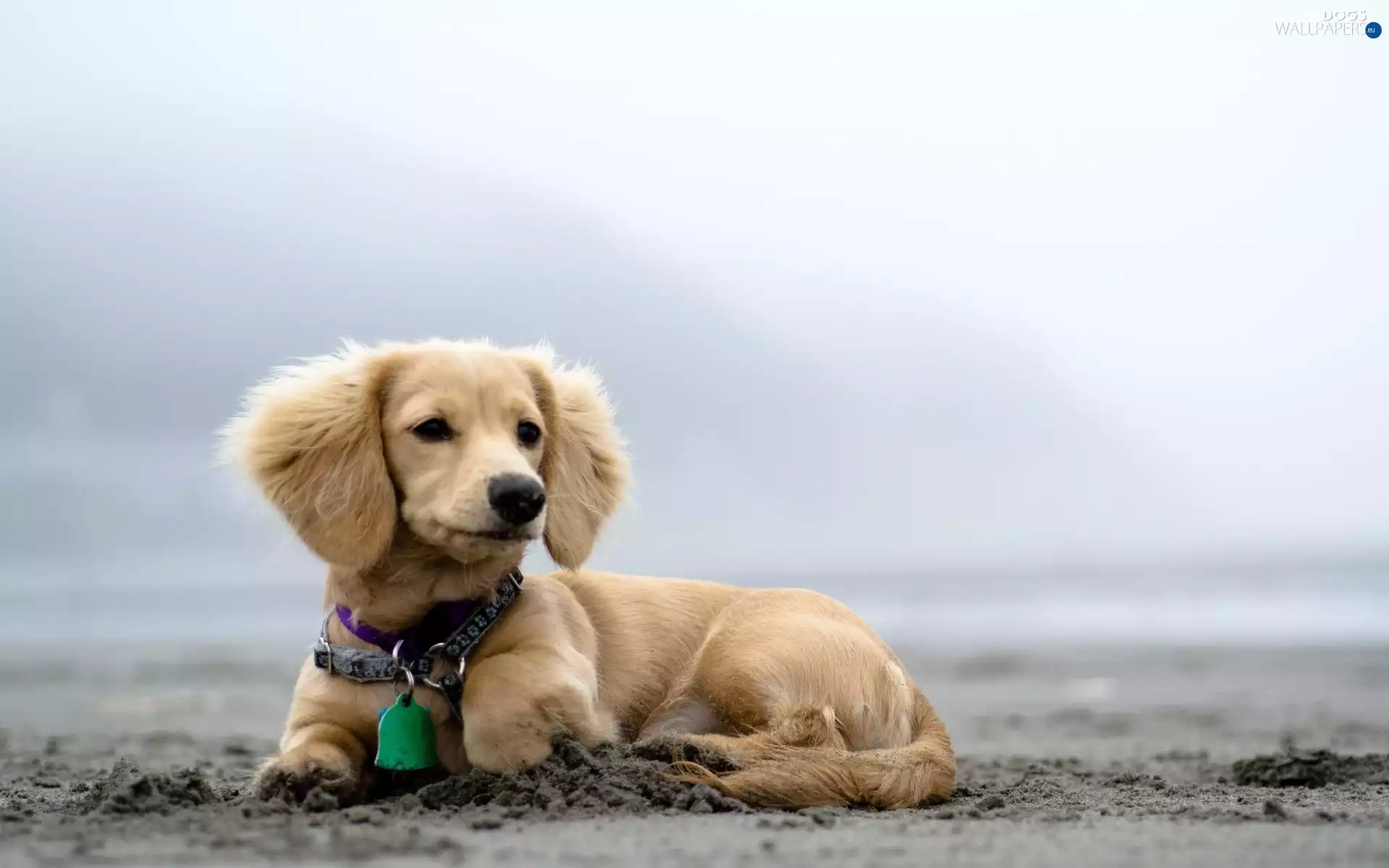 dog-collar, dachshund, Longhaired