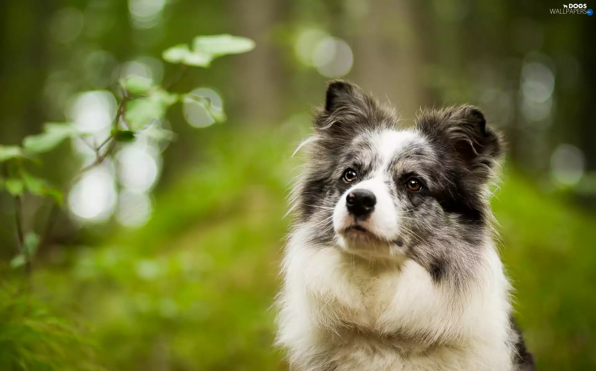 Border Collie, The look