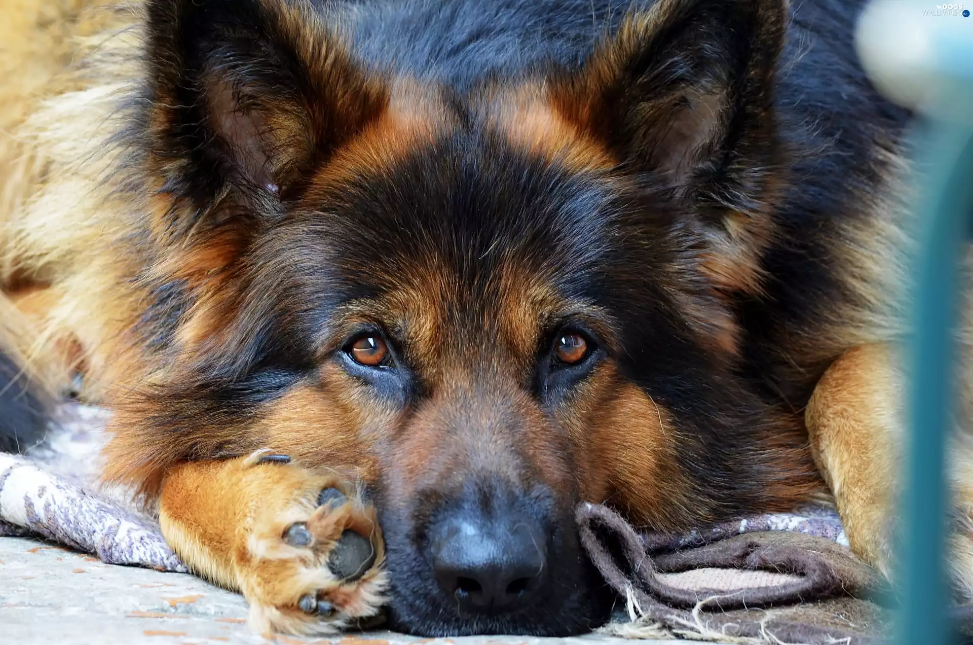 sheep-dog, The look, portrait, german