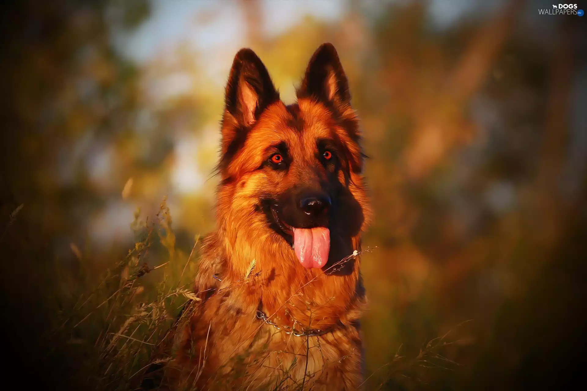 dog, Tounge, The look, German Shepherd
