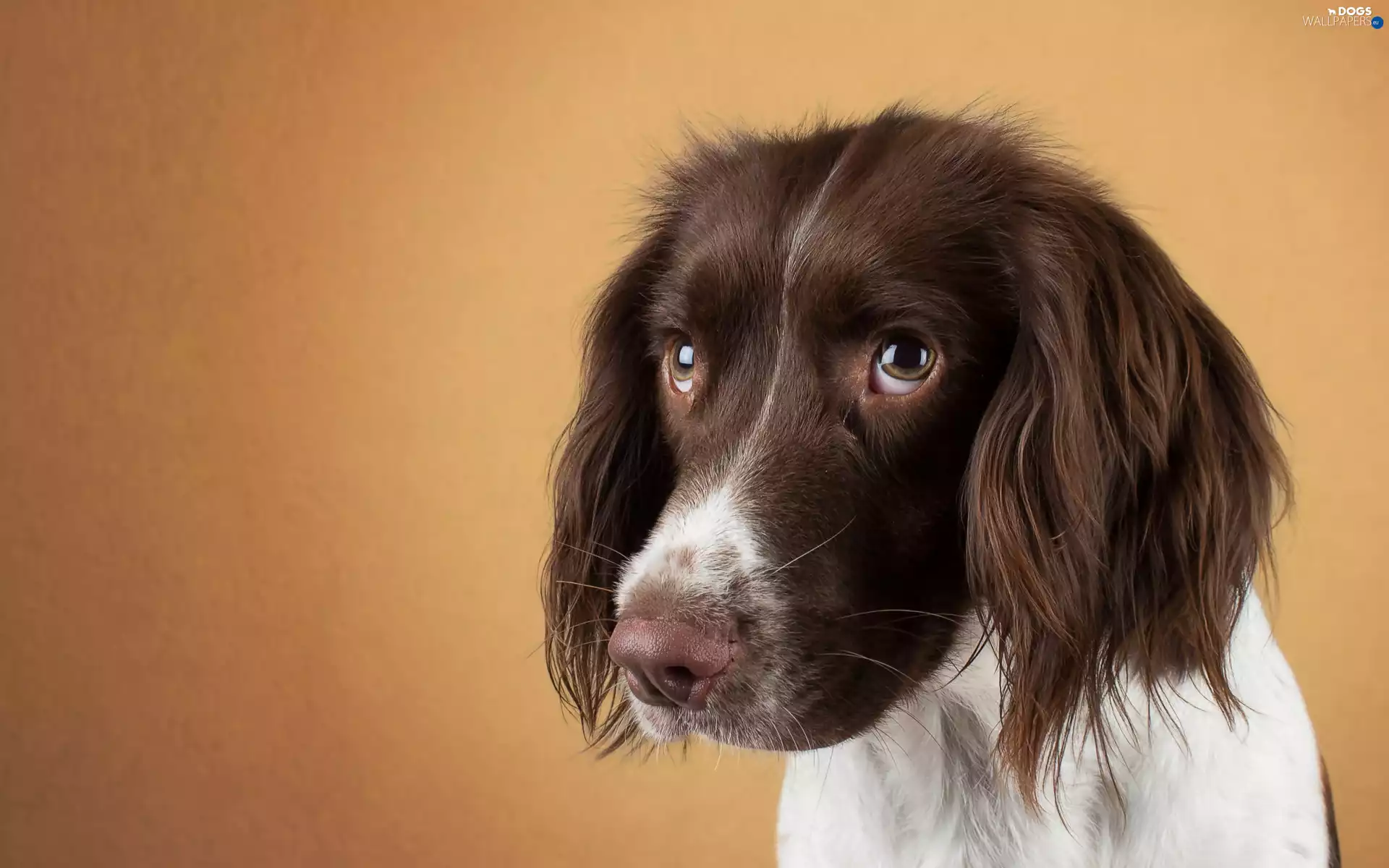 The look, Springer spaniel, sad