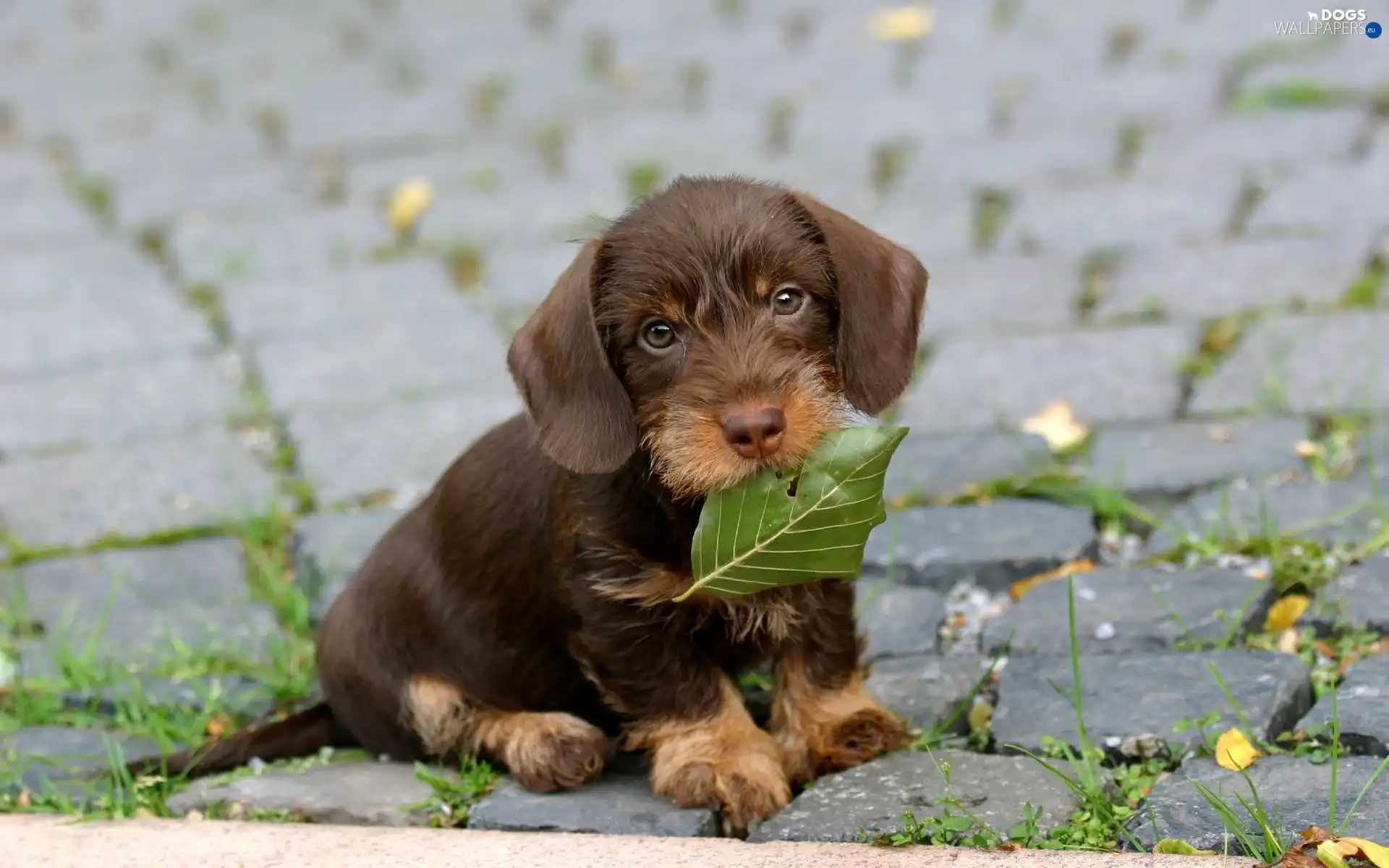 The look, Puppy, honeyed, Wirehaired Dachshund, doggy