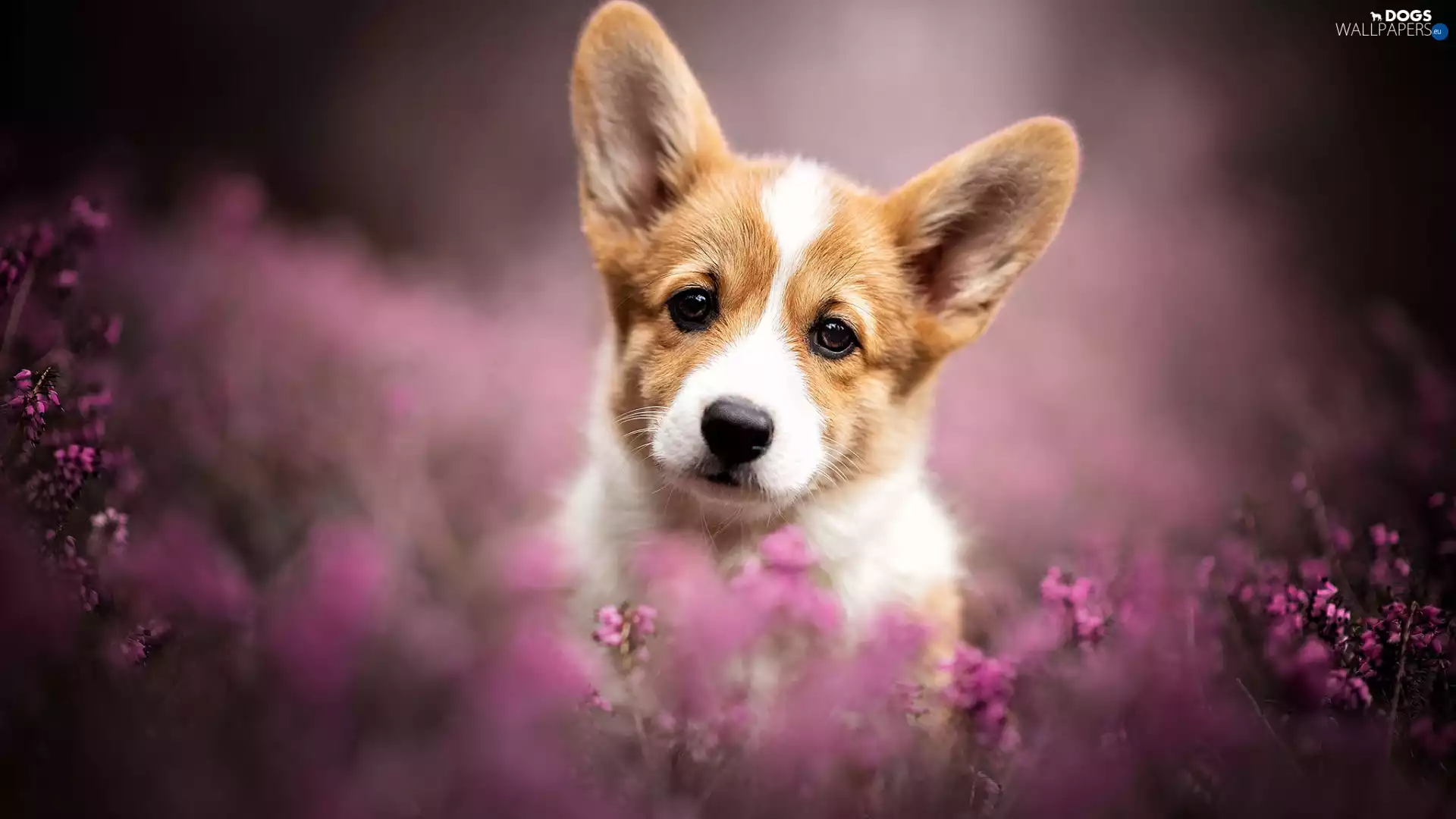Puppy, heathers, The look, Welsh corgi pembroke