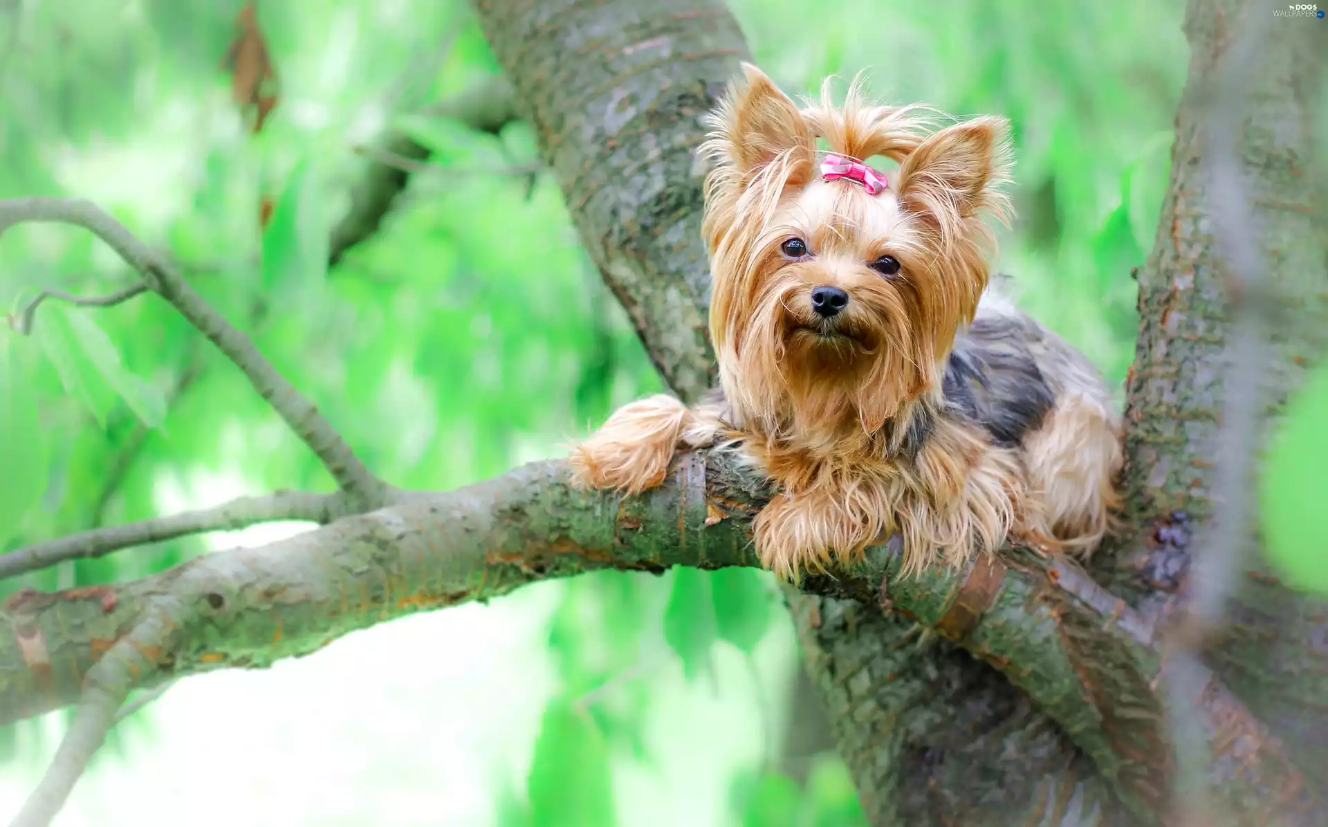 Loop, York, trees, Pink, dog, Lod on the beach, viewes