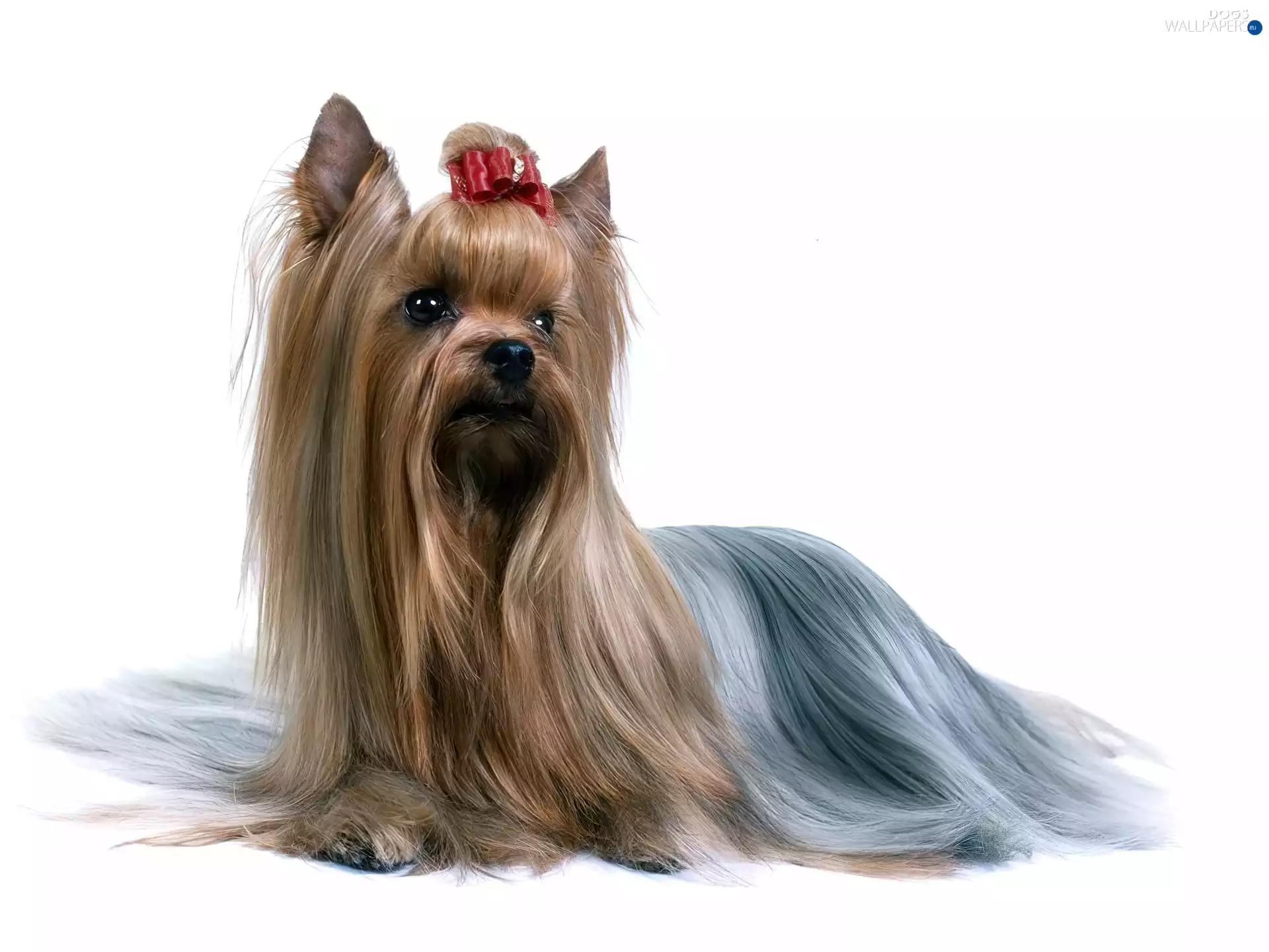honeyed, red hot, Loop, Australian Silky Terrier